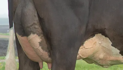 Ydelseskontrol Half Hero Quarter Size 15