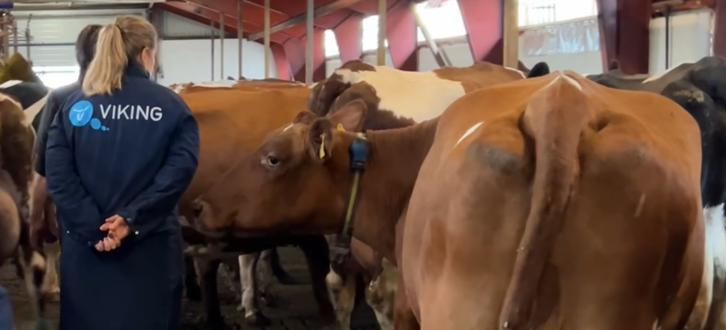 Hos Lene Og Palle På Holtegård