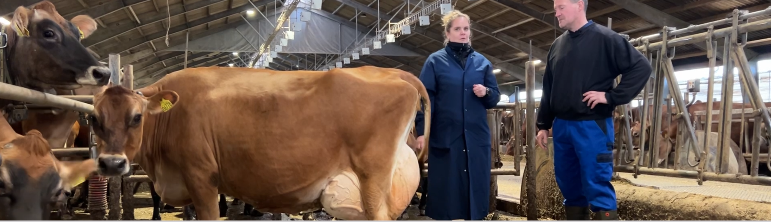 VJ Happens Tyremor Der Er 5. Kalvsko Med Hele 5,5 Års Produktion Bag Sig