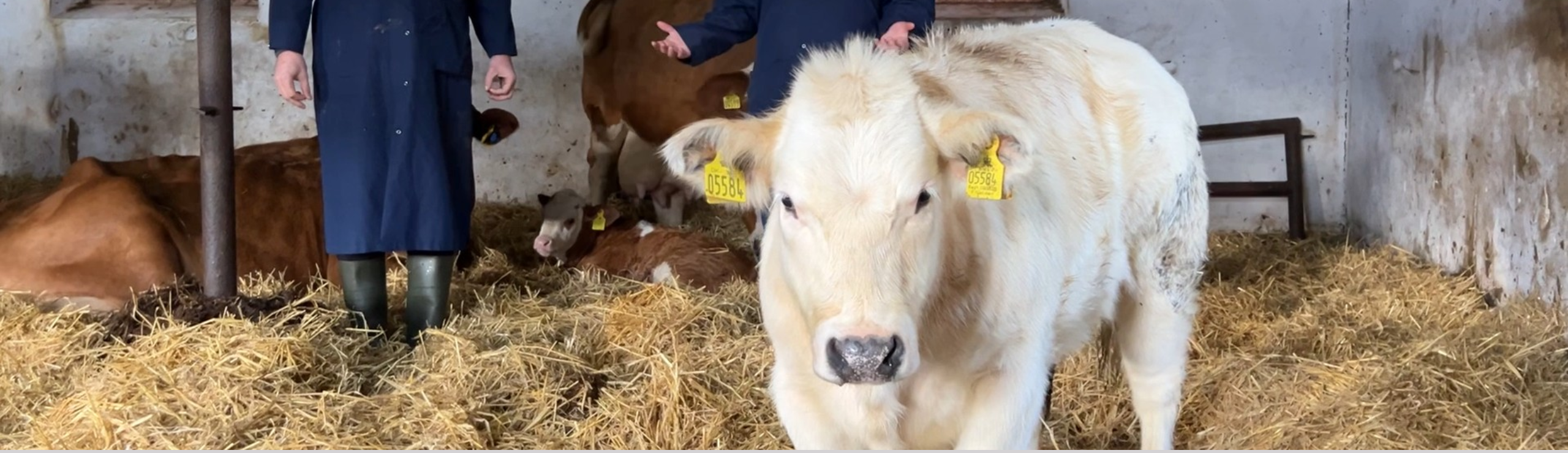 En Golden Dansk Blåkvæg Kviekalv Fra Vikinggenetics Embryoprogram