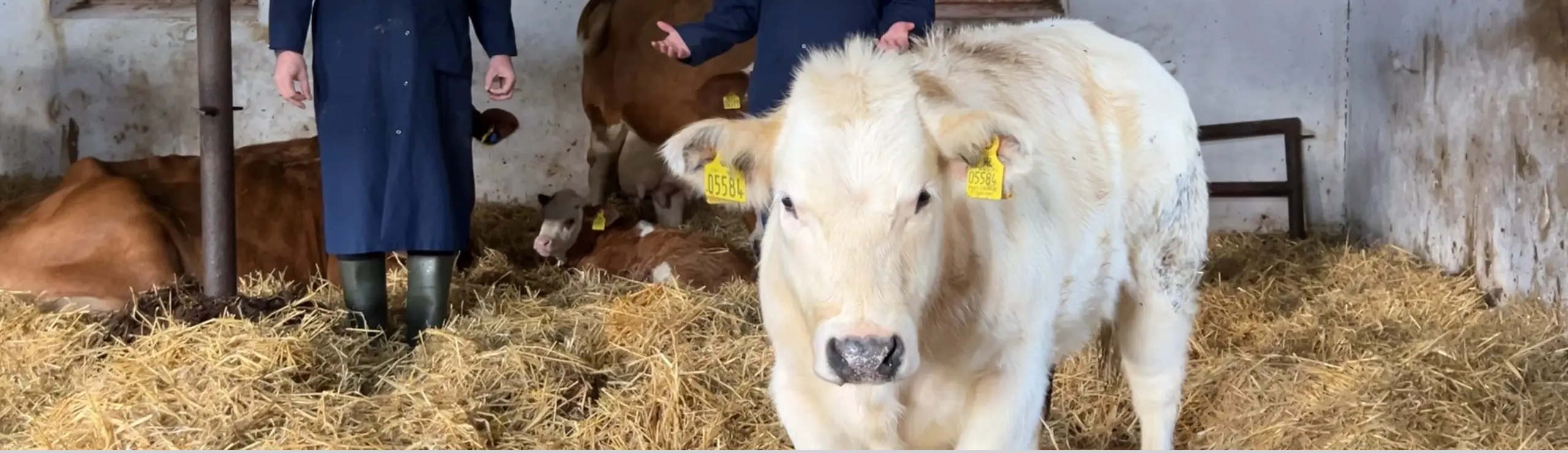 En Golden Dansk Blåkvæg Kviekalv Fra Vikinggenetics Embryoprogram