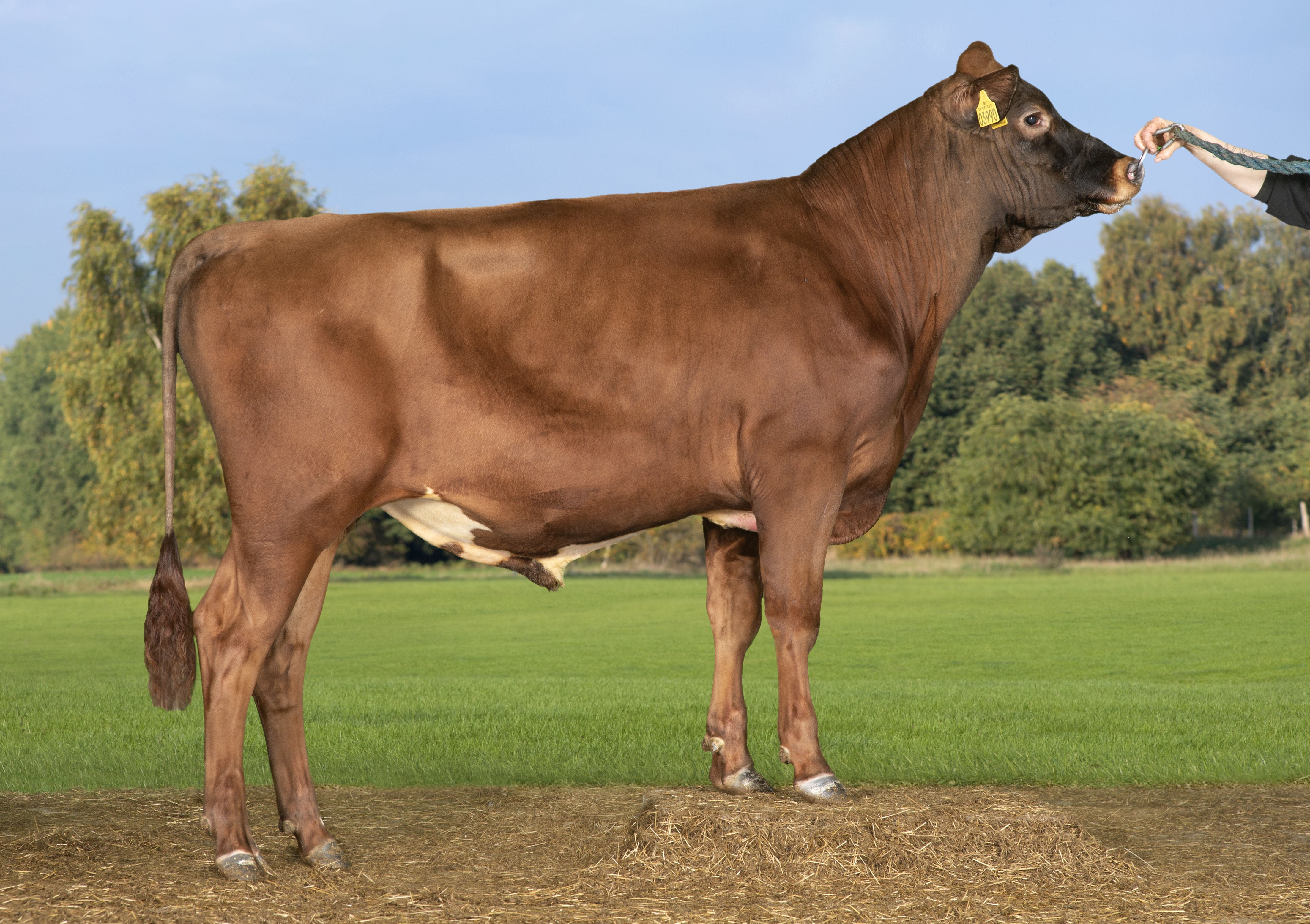 VR Berner (VR Barbar) (1)