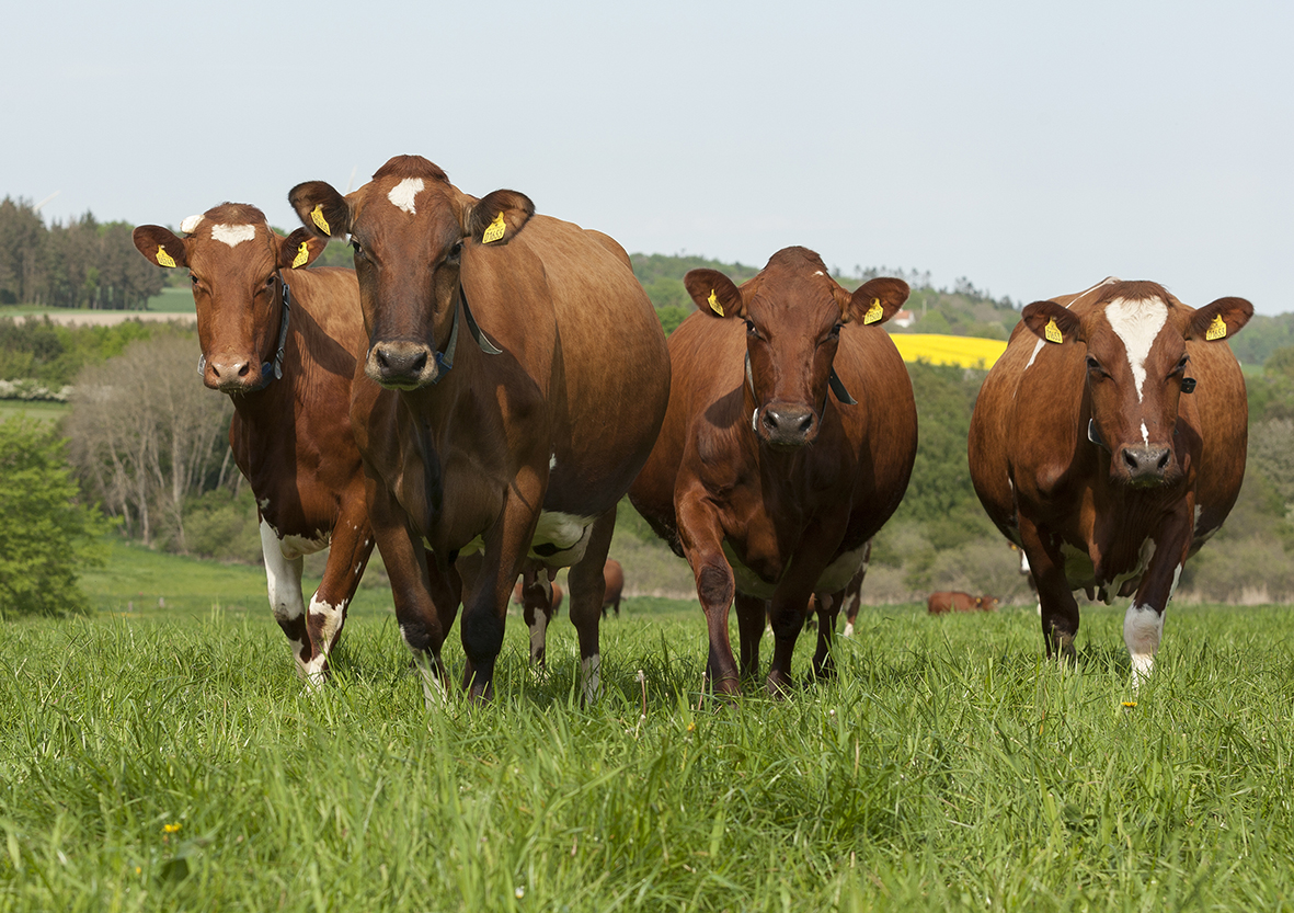 Lene Og Lars Jørgensen May2023 Ellygeverink (5)