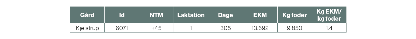 Info Om Den Mest Fodereffektive Holstein Ko