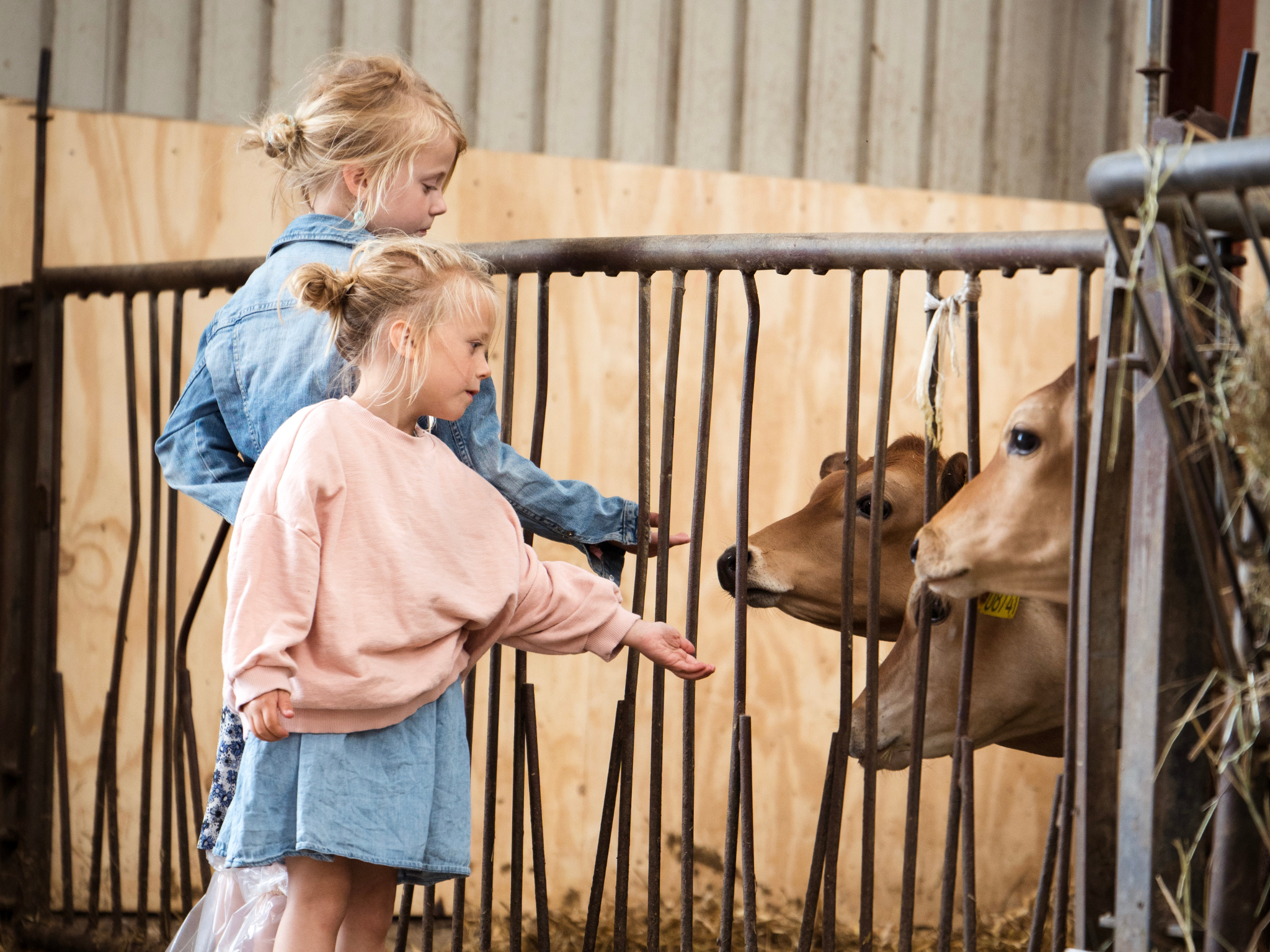 Jersey Verdenskongres 15