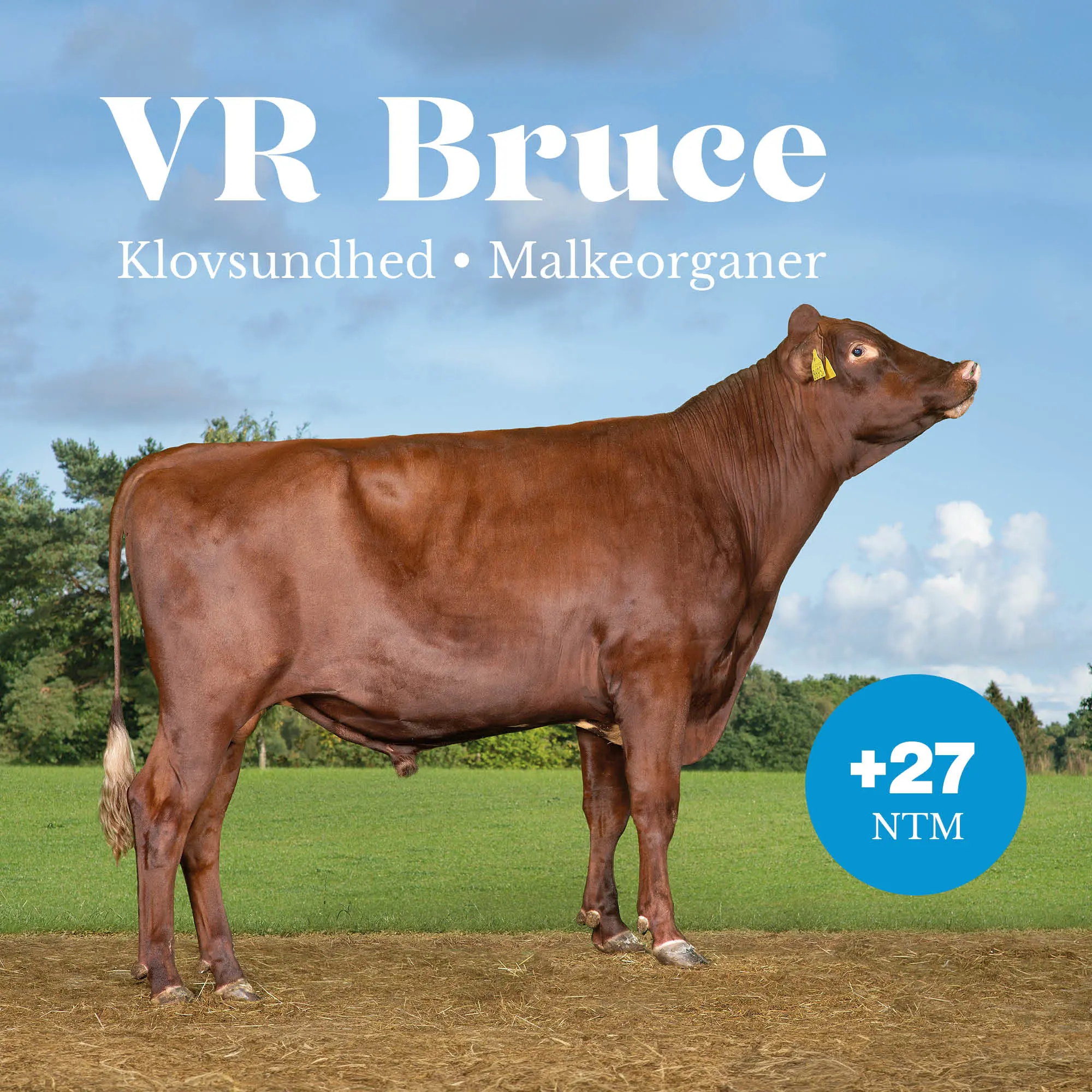 VR Bruce