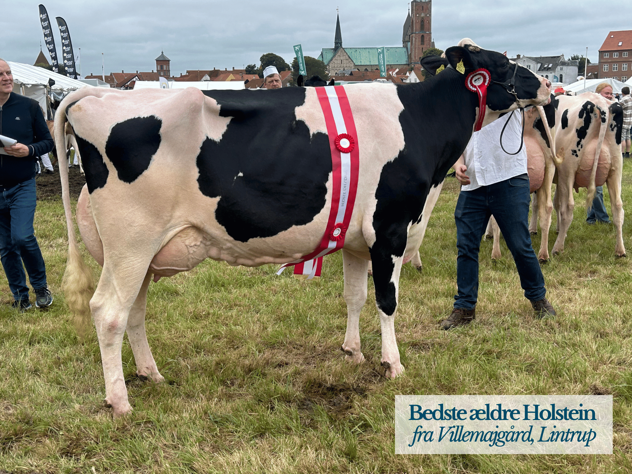 Bedste Ældre Holstein, Ribe Dyrskue 2025