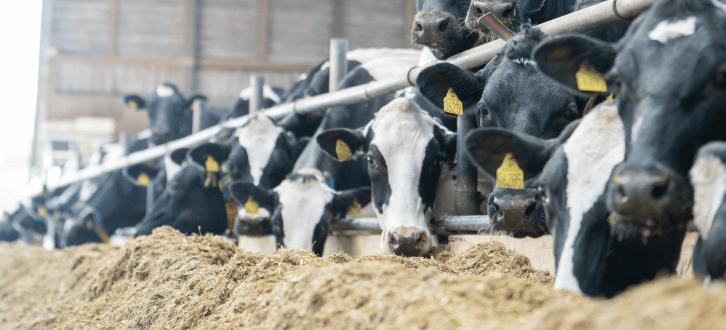 Holsteinkøer Der Spiser