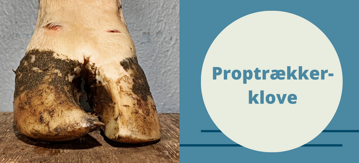 Copy Of Billede Til Reference (6)