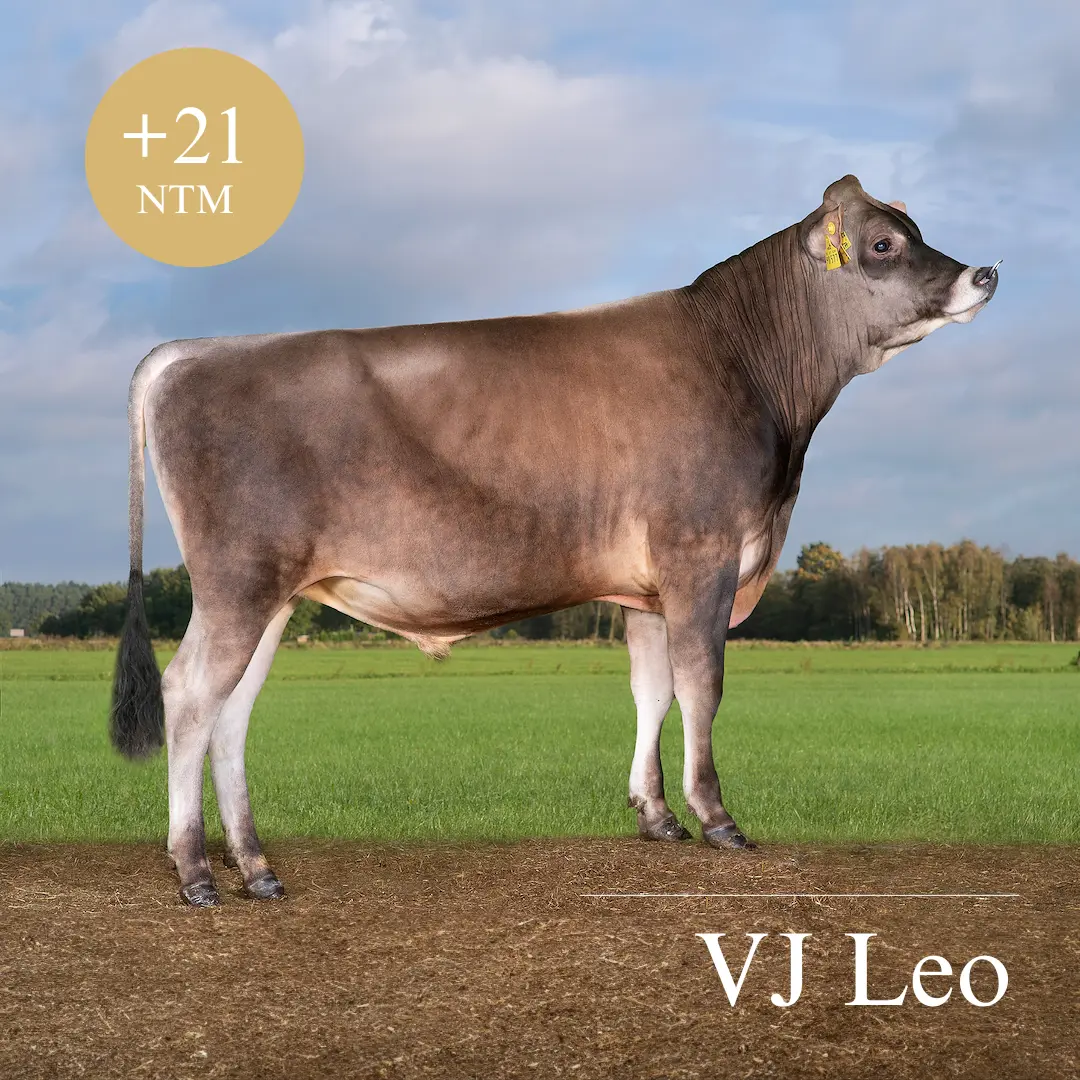 VJ Leo