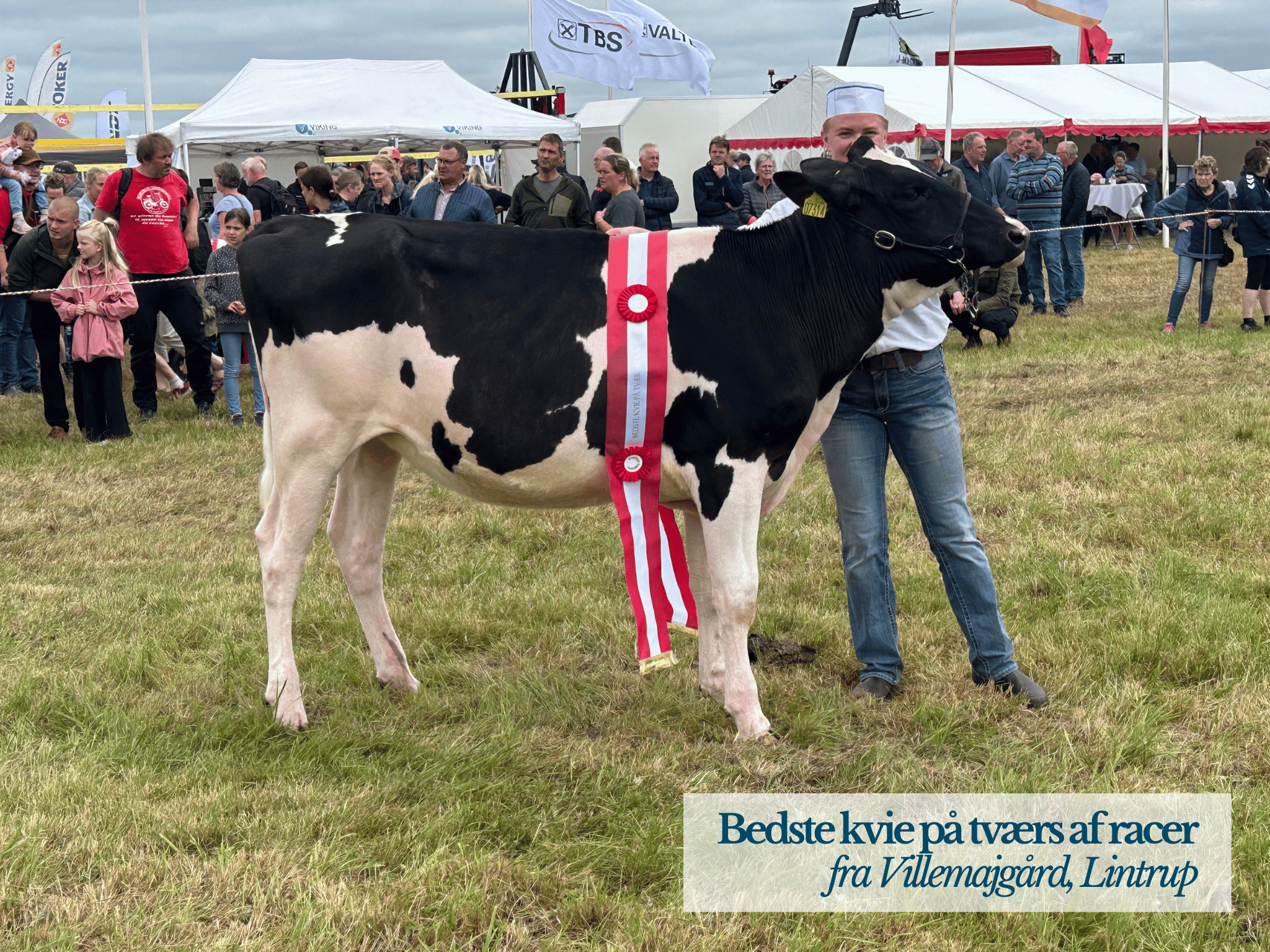 Bedste Kvie På Tværs Af Racer, Ribe Dyrskue 2025