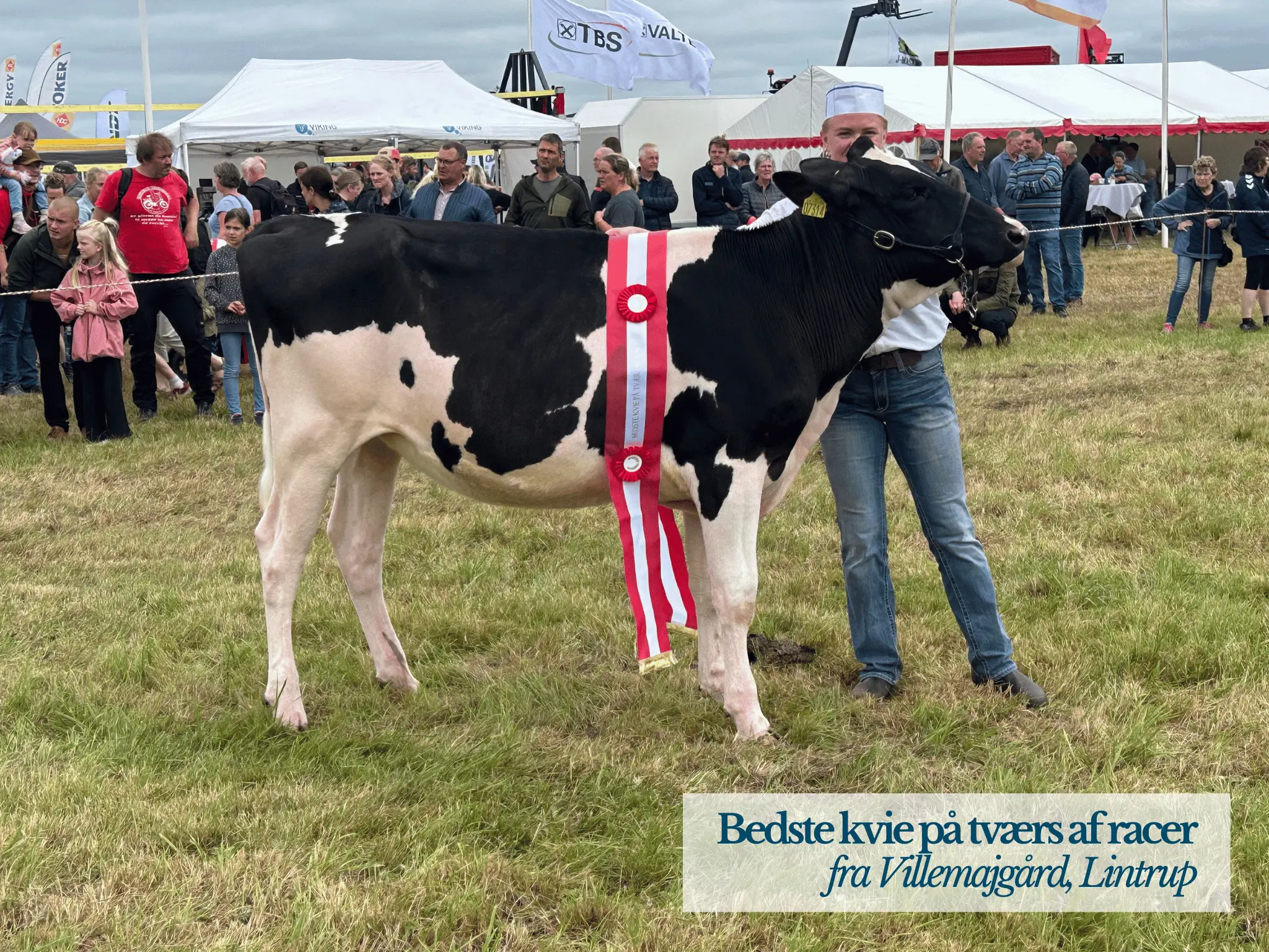 Bedste Kvie På Tværs Af Racer, Ribe Dyrskue 2025