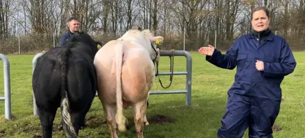 VB Sumo Og VB Picasso To Afprøvede Blåkvægstyre, Som Allerede Har Vist Deres Værdi I Avlsprogrammet