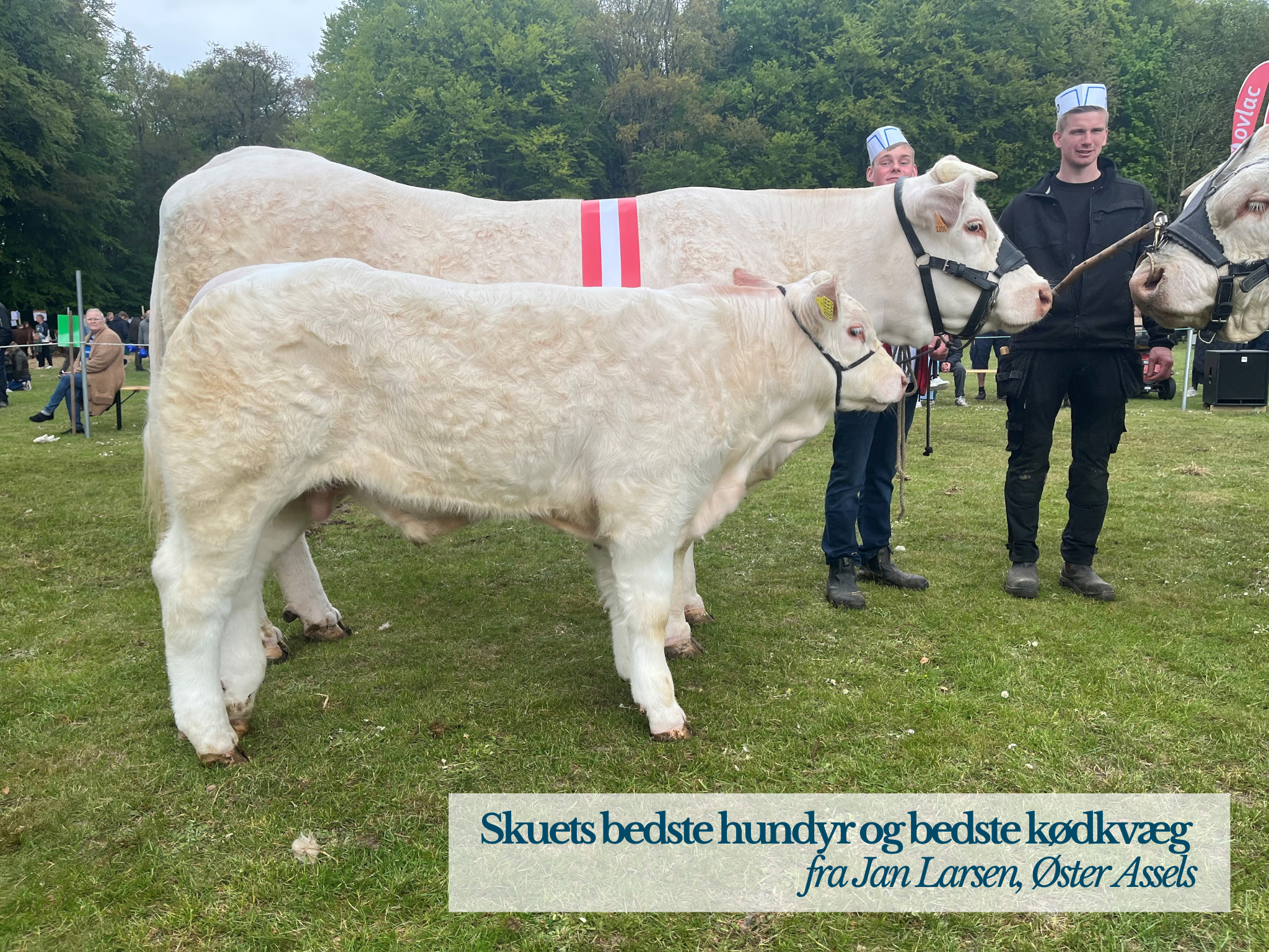 Skuets Bedste Hundyr Og Bedste Kødkvæg