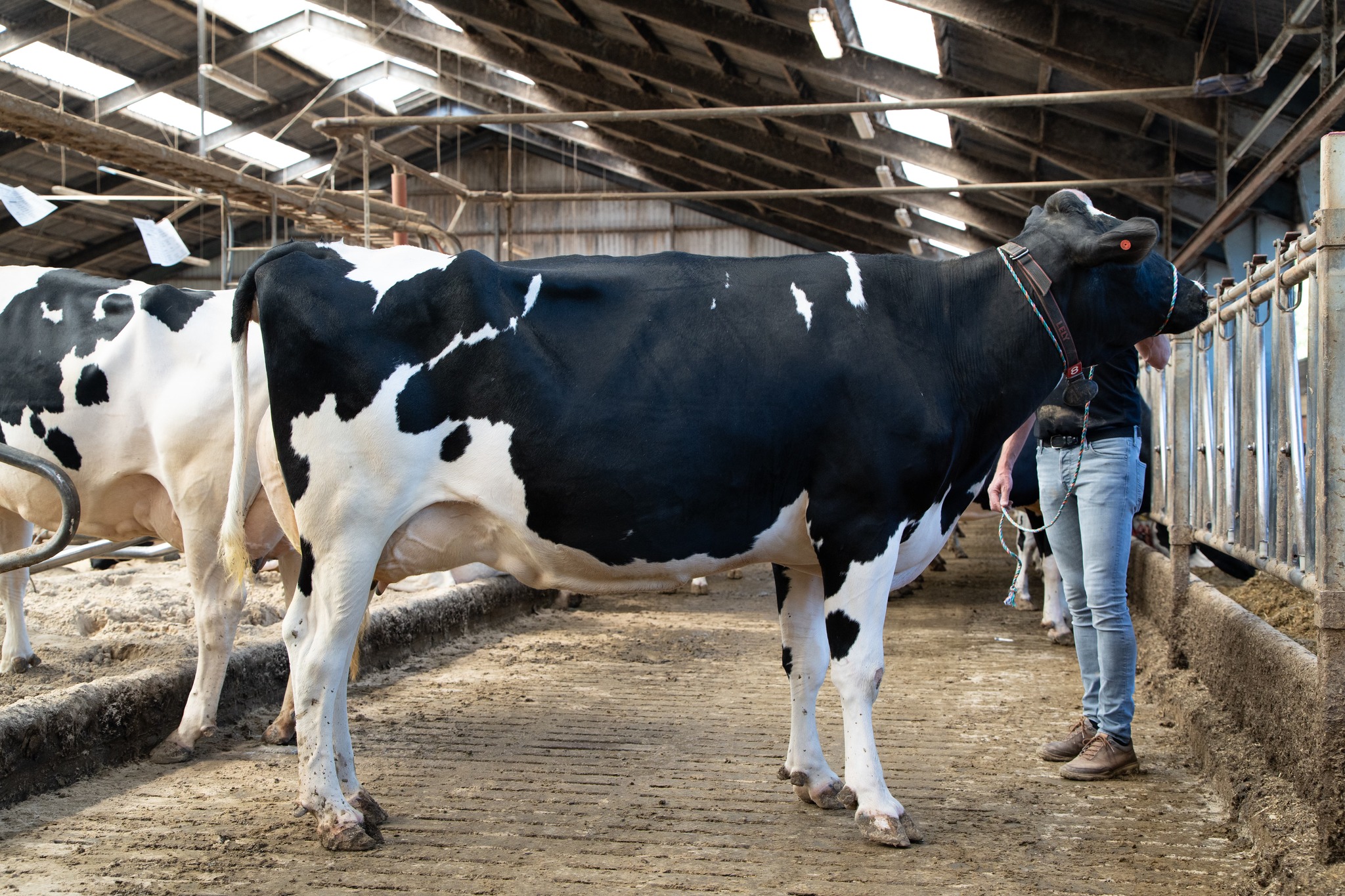 Mistral, Mor Til Mojito P