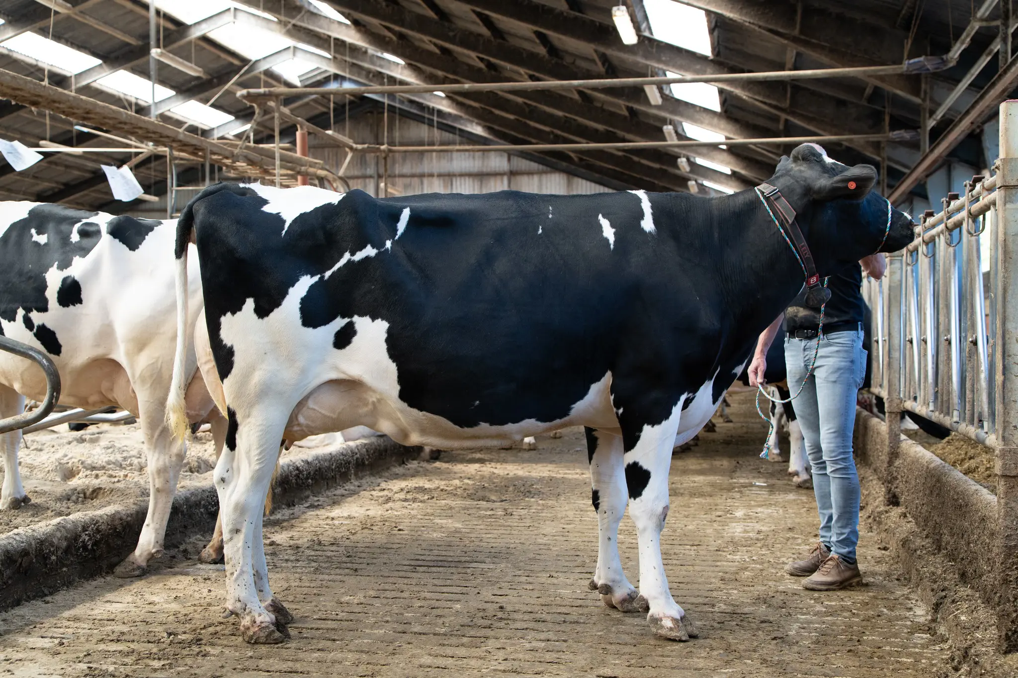 Mistral, Mor Til Mojito P