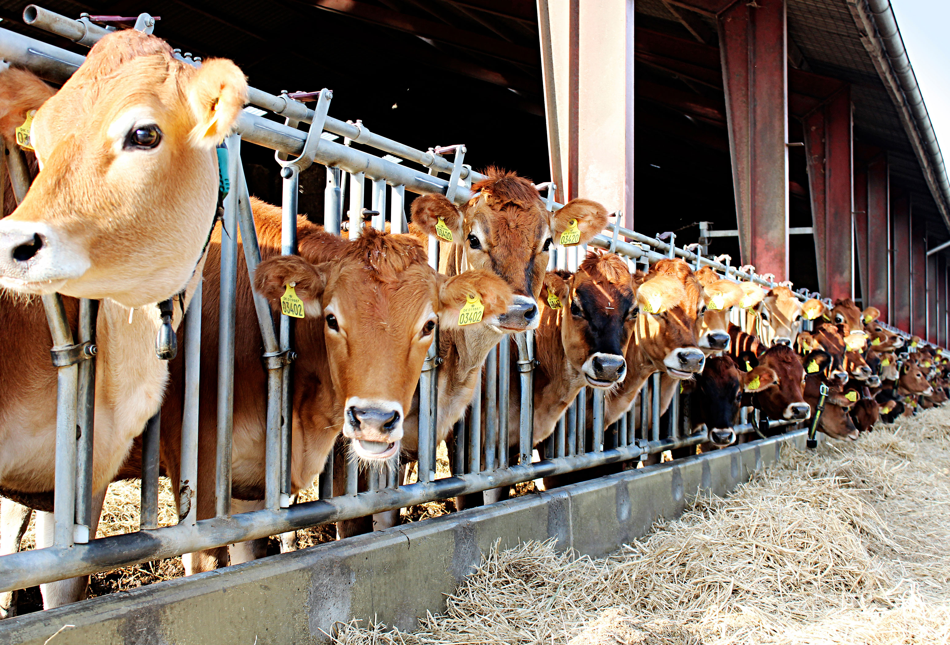 Sælg Dine Dyr Img 4460 Vn Srgb Web