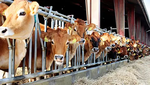 Sælg Dine Dyr Img 4460 Vn Srgb Web