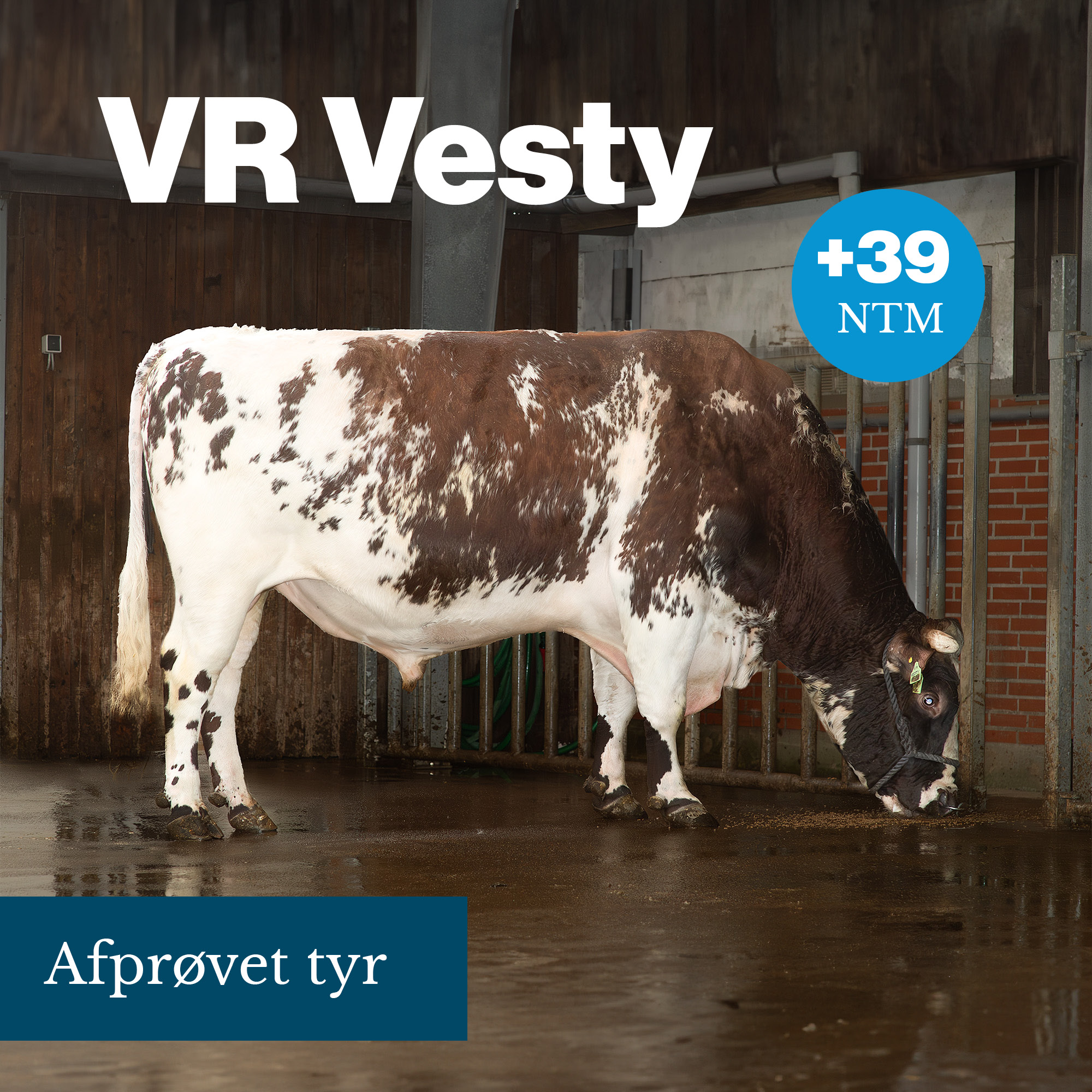 VR Vesty
