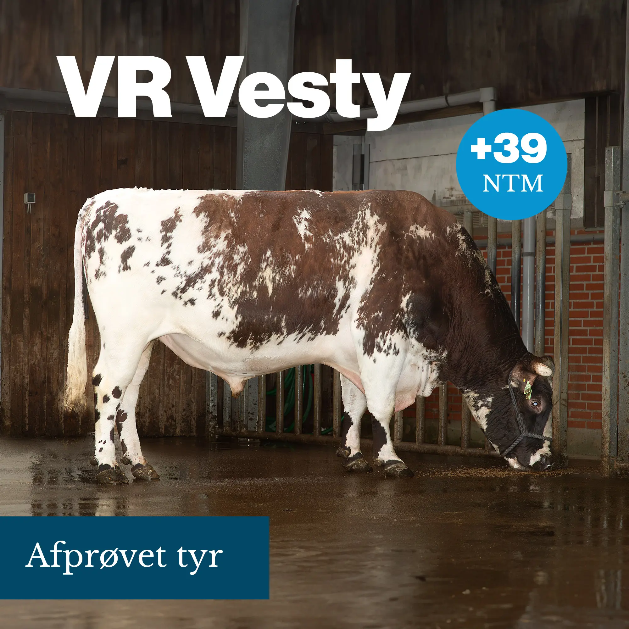 VR Vesty