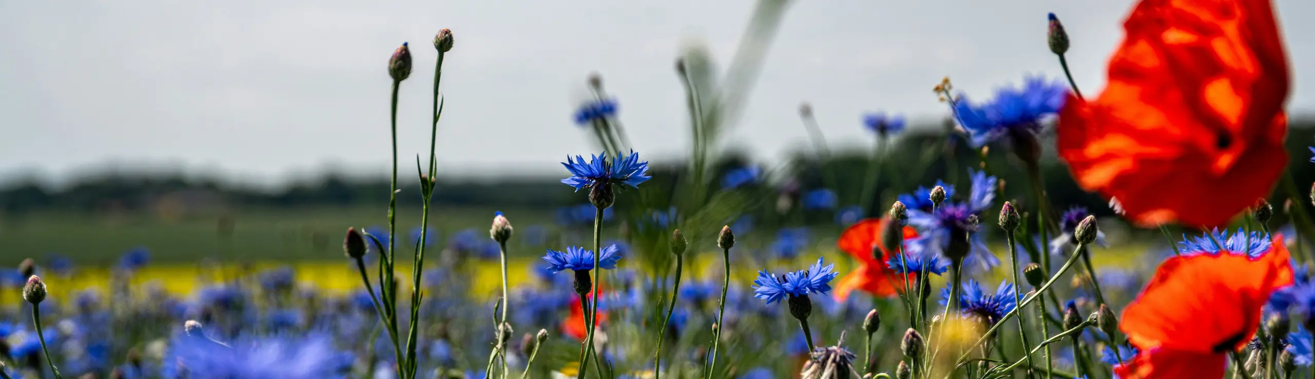 Blomstrende eng