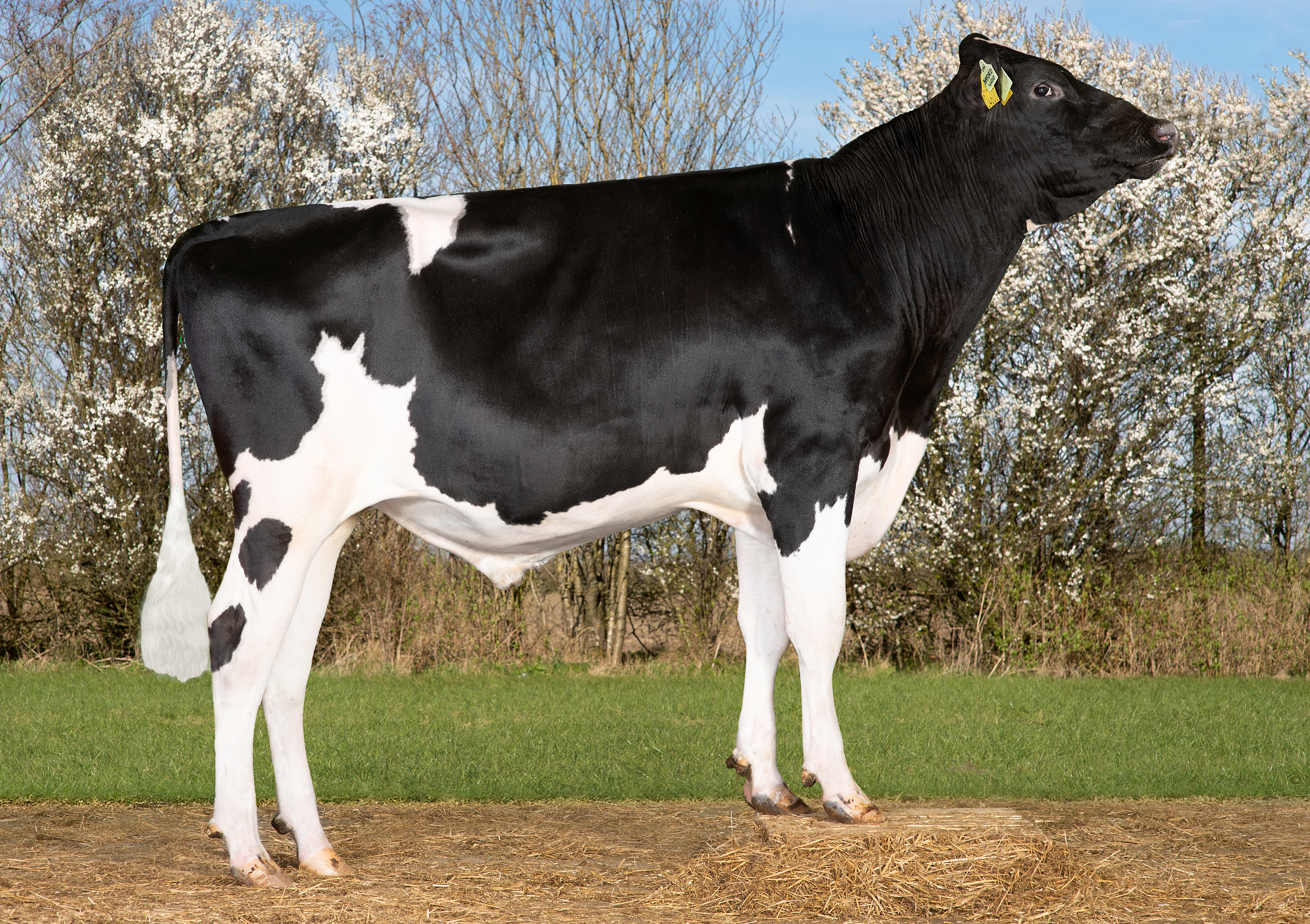 VH Baford (VH Barista) Edited