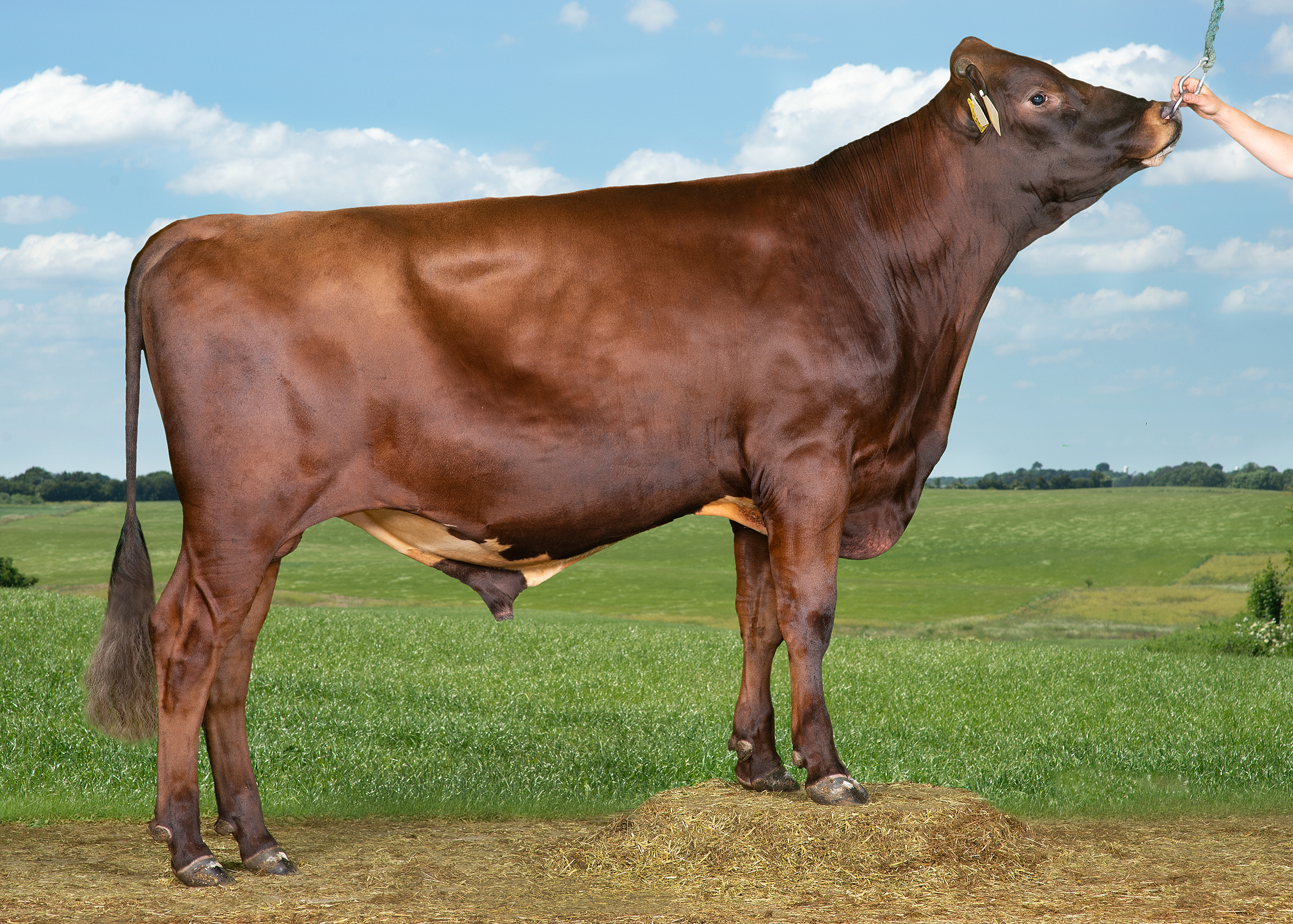 VR Fuzzy P (VR Fanof P) Uden Alex