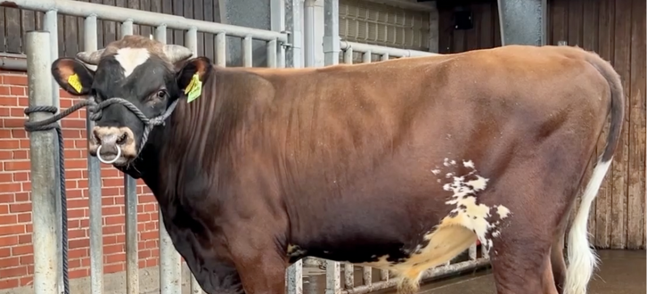 VR Athos har en ren dansk afstamning (VR Ariam x VR Vesty)