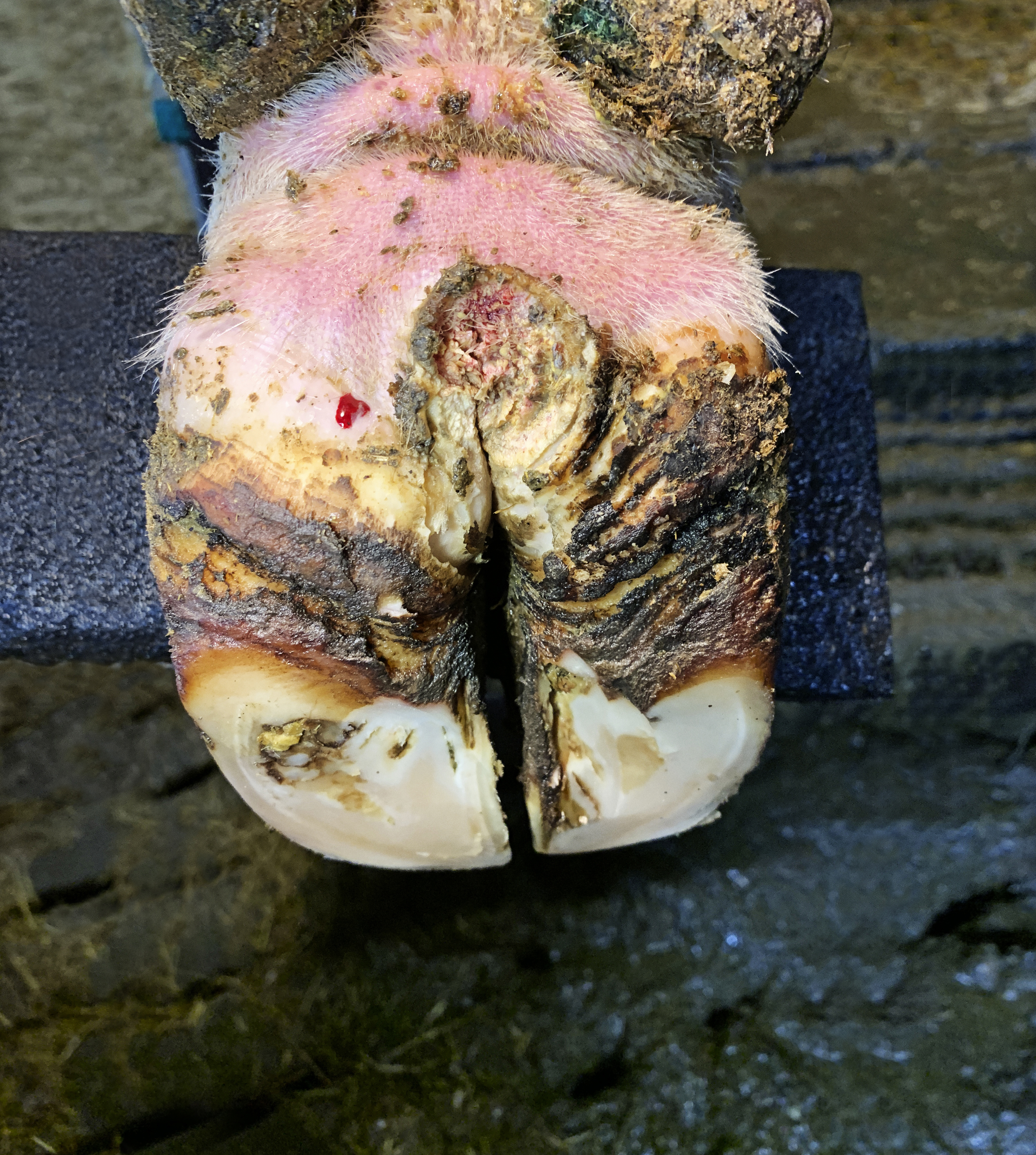 Digital Dermatitis 2