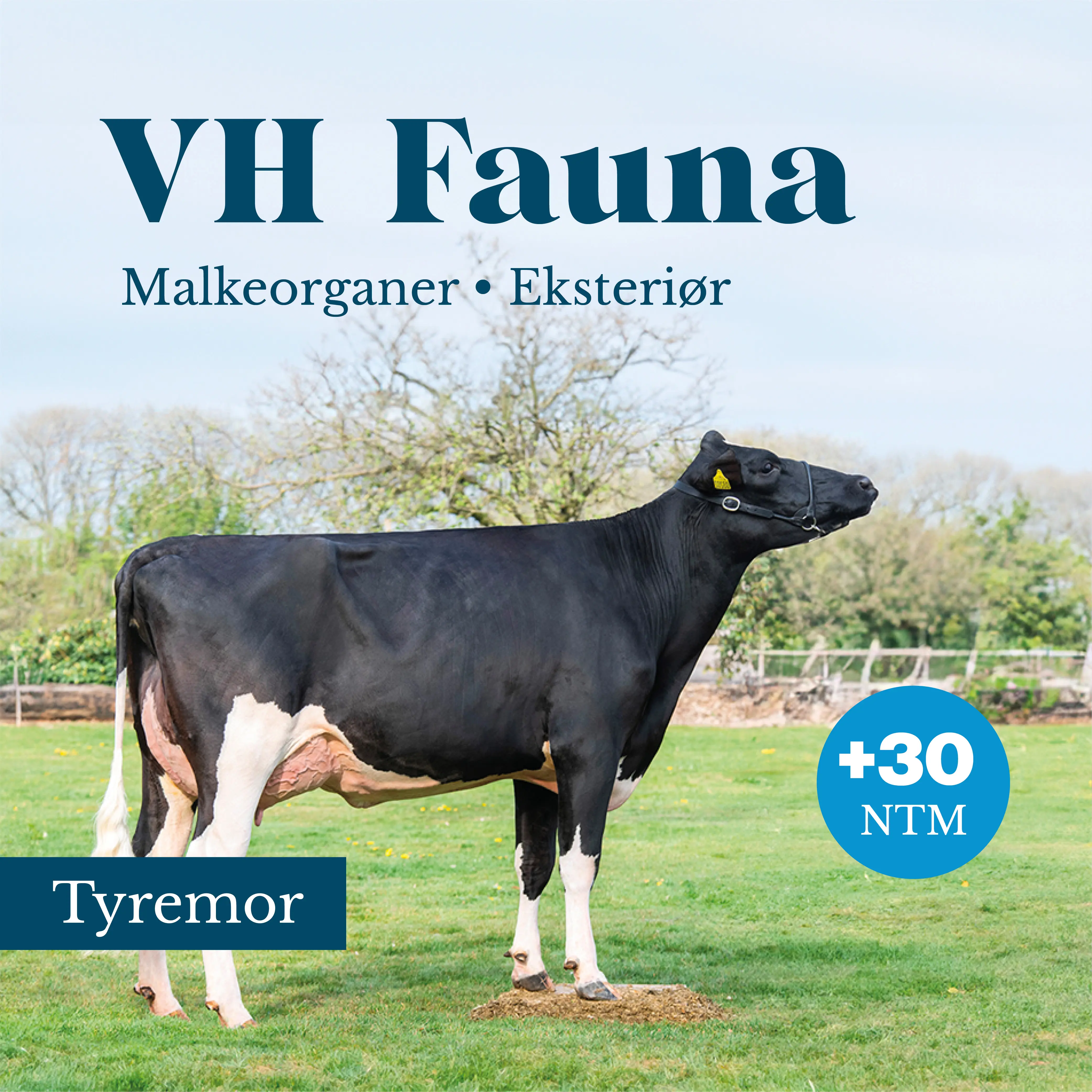 VH Fauna