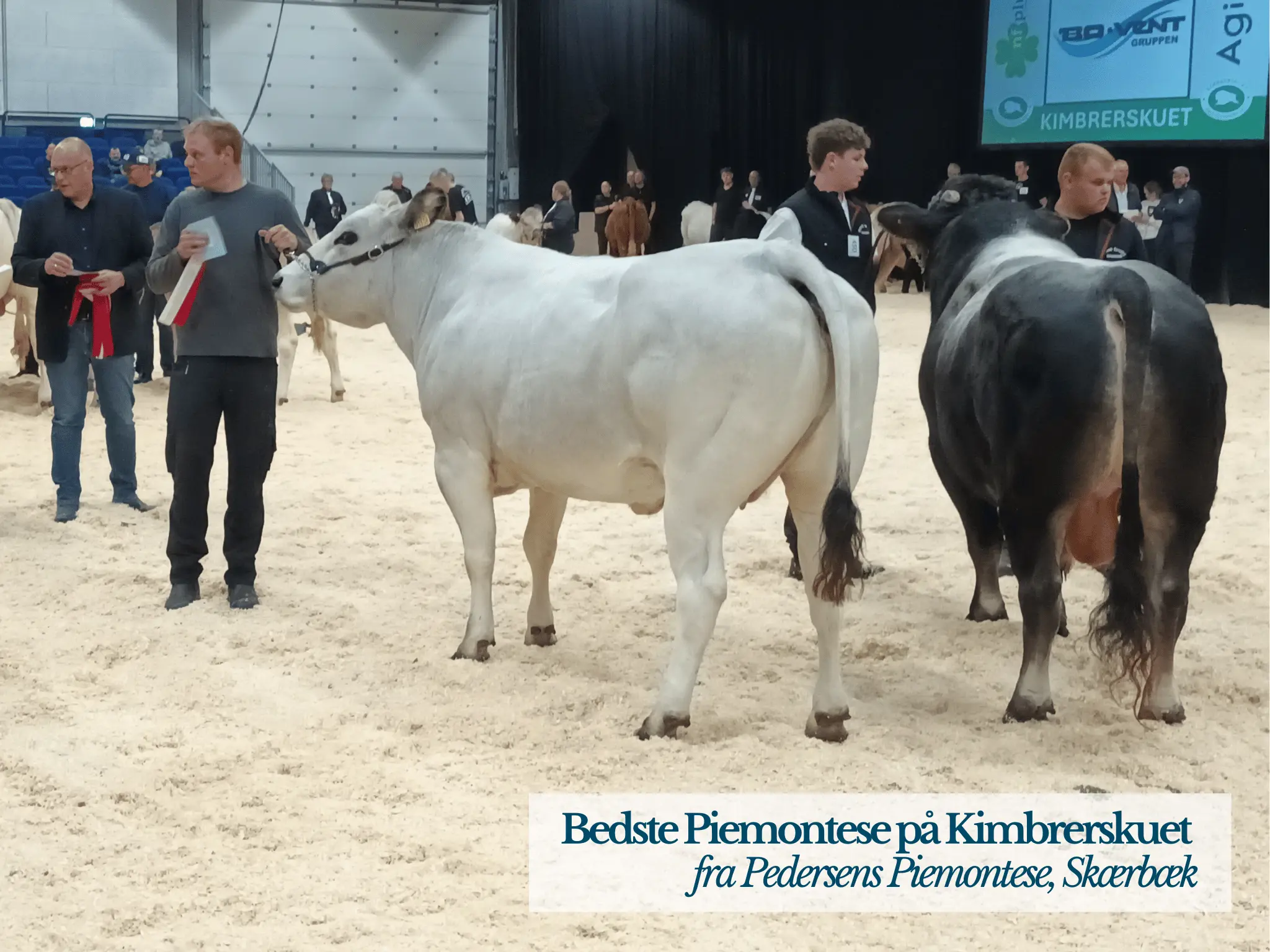 Bedste Pietmontese På Kimbrerskuet