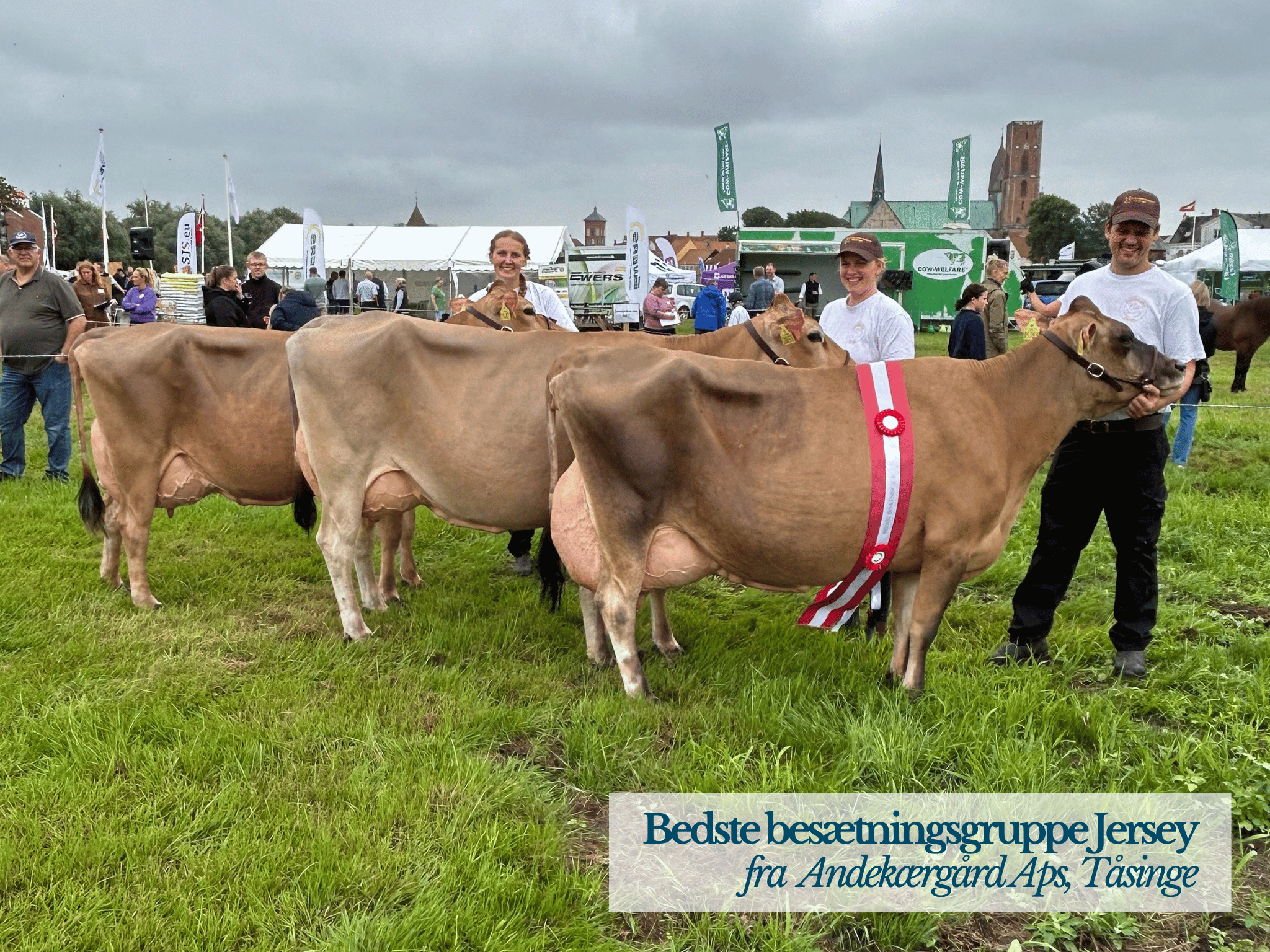 Bedste Besætningsgruppe Jersey, Ribe Dyrskue 2025