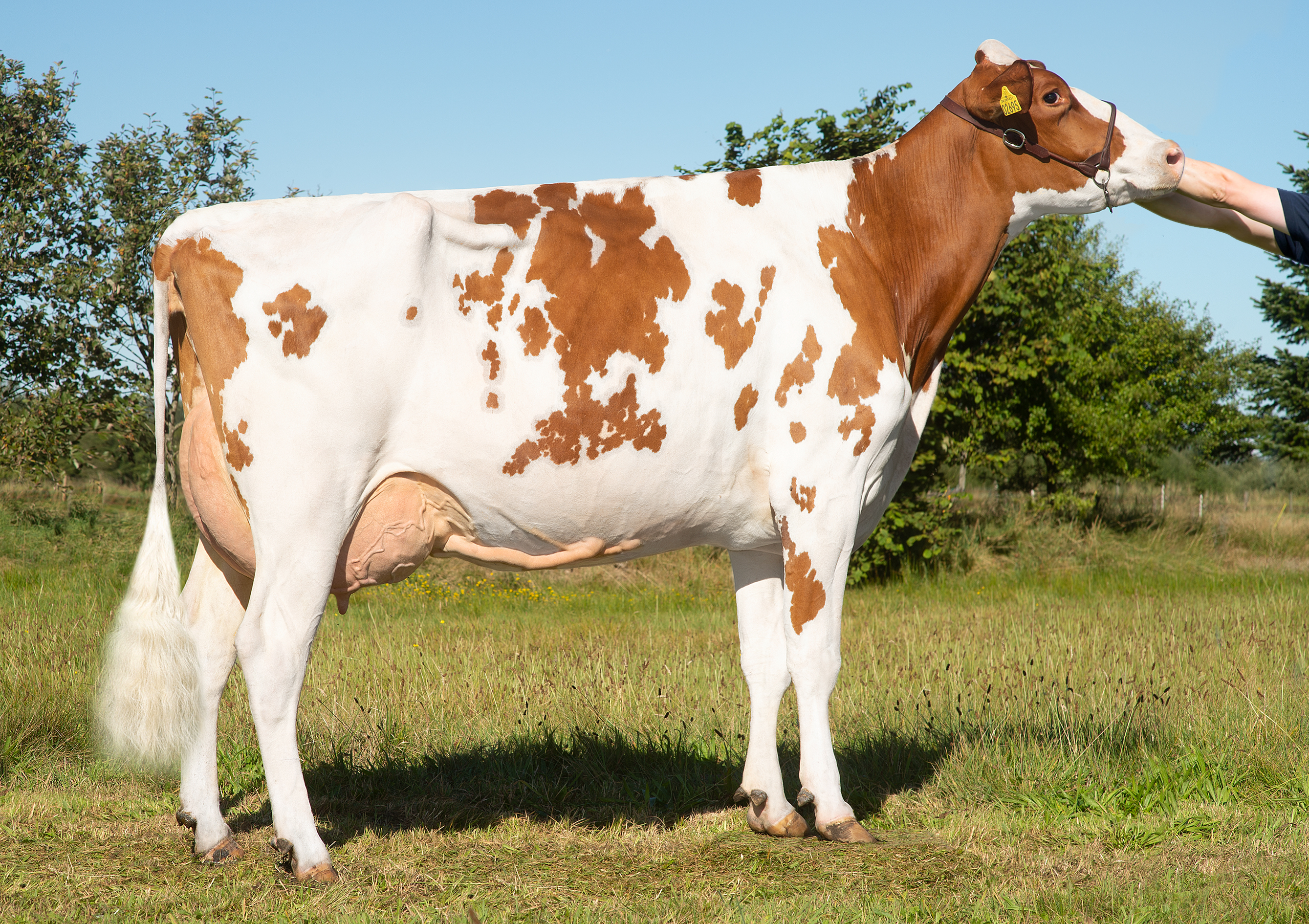 Power Red Daughter No 41651 Kim Fagerlin Tjele