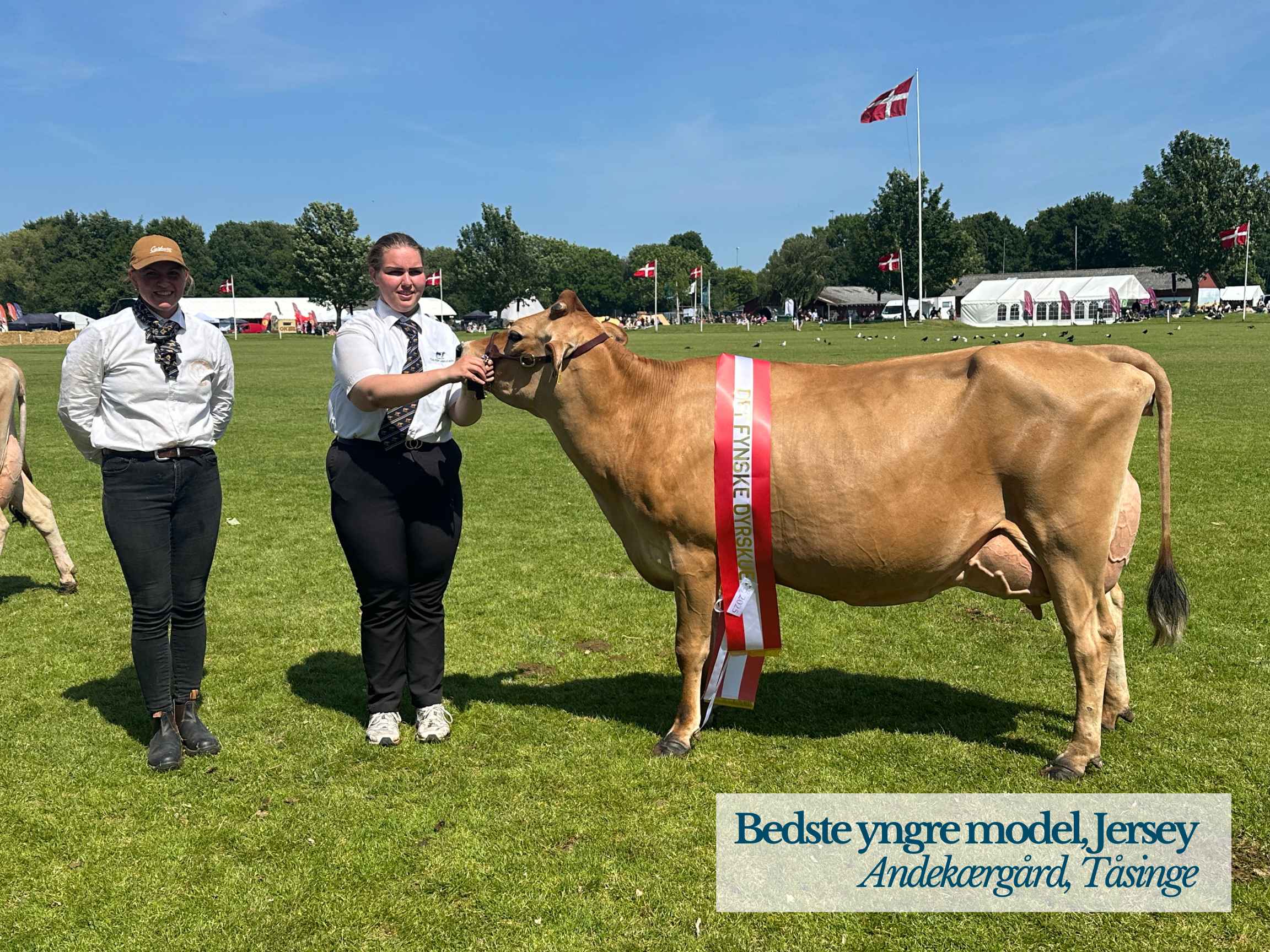 Jersey Yngre Model, Andekærgård, Tåsinge