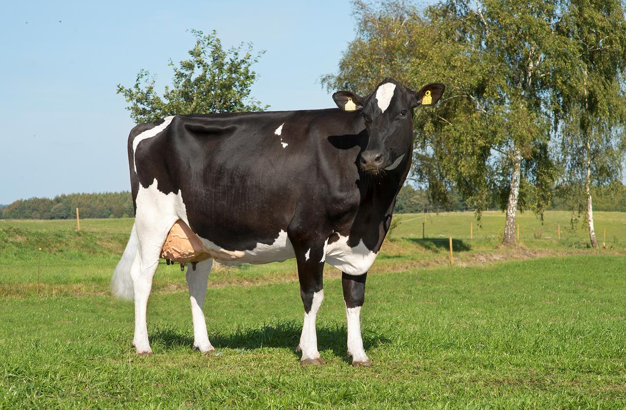 Hero 11 Nov Vh Romello Daughter No 31530 4143 From Carsten Grinderslev Sørensen Hobro