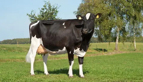 Hero 11 Nov Vh Romello Daughter No 31530 4143 From Carsten Grinderslev Sørensen Hobro