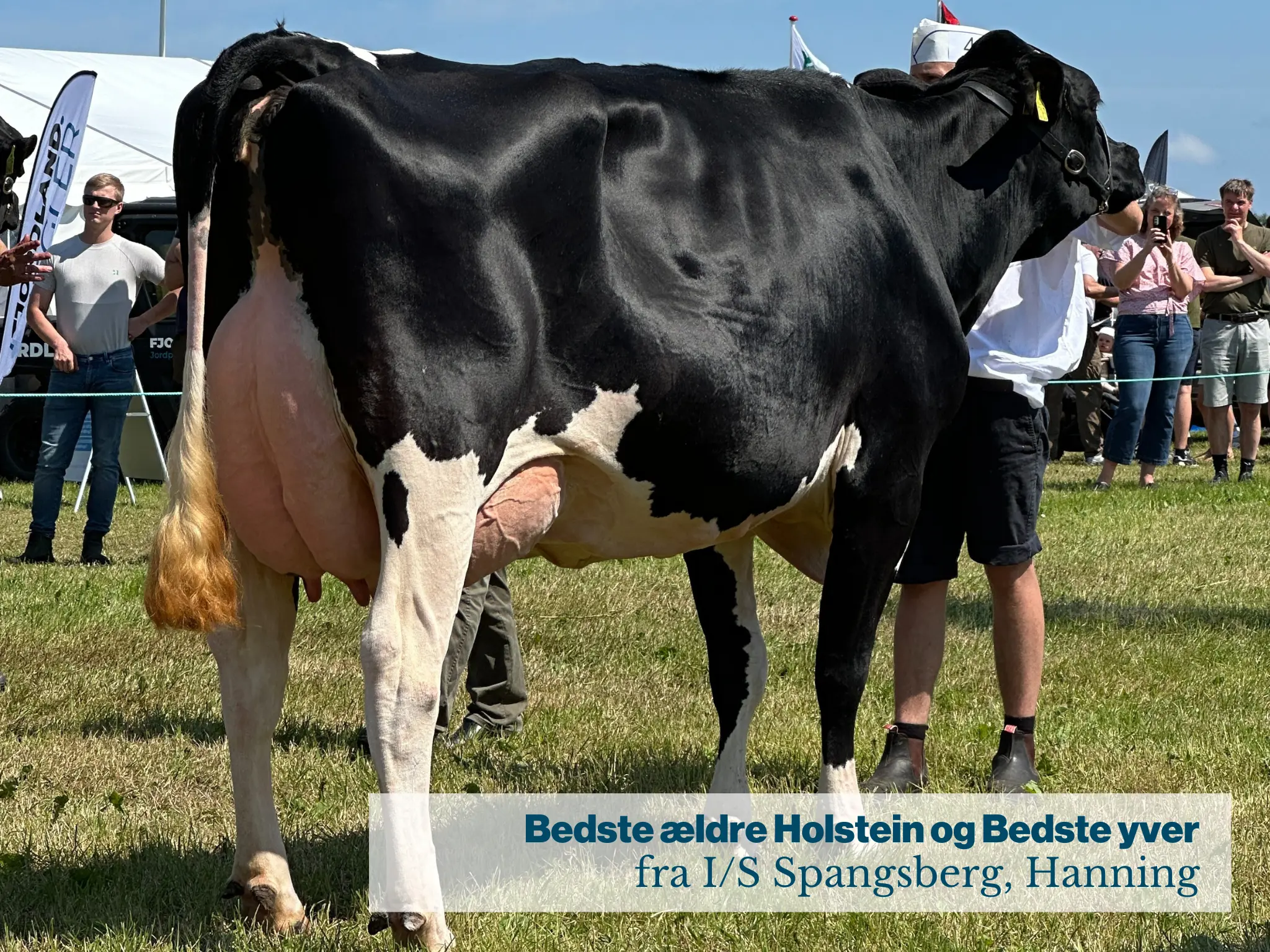 Bedste Ældre Holstein Og Bedste Yver Fra IS Spangsberg