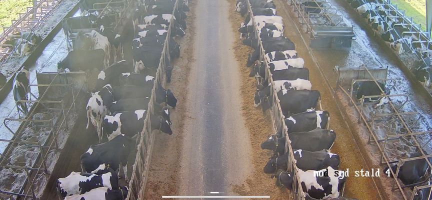 Live View Fra Samrtfarming Kamera