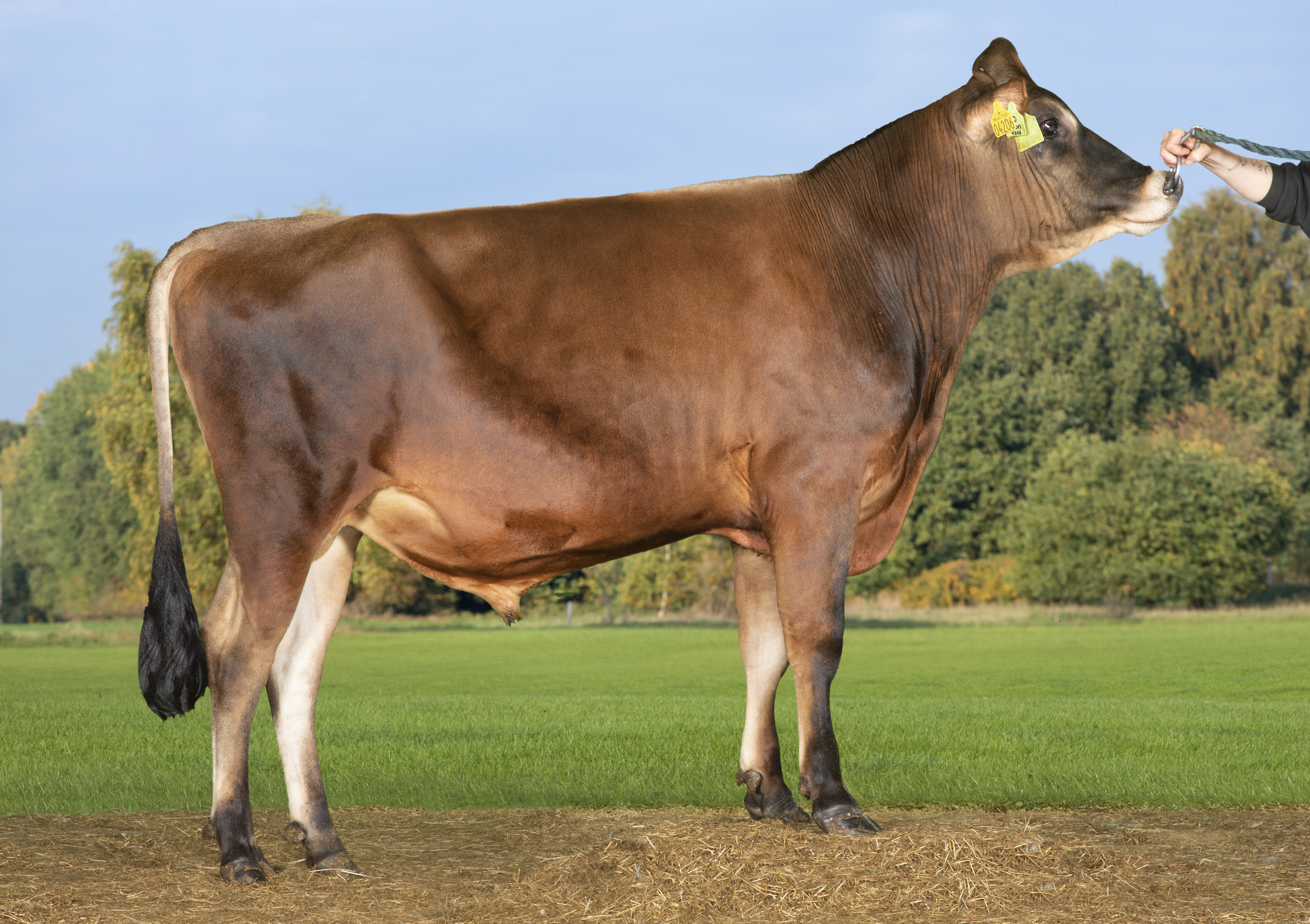 VJ Hiron (VJ Helsted)