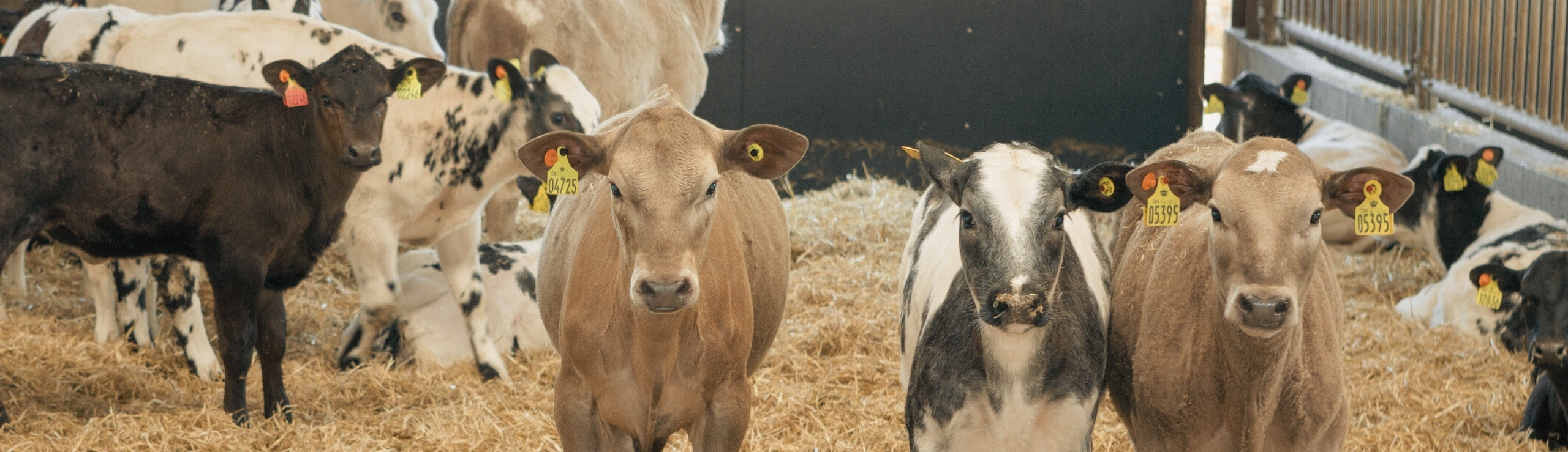 Krydsningskalve Nye Indekser