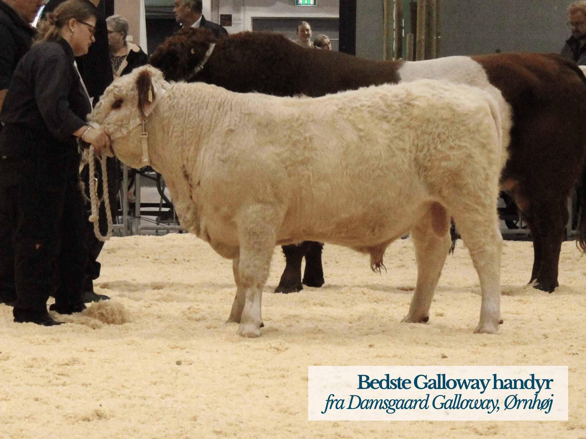 Bedste Galloway Handyr