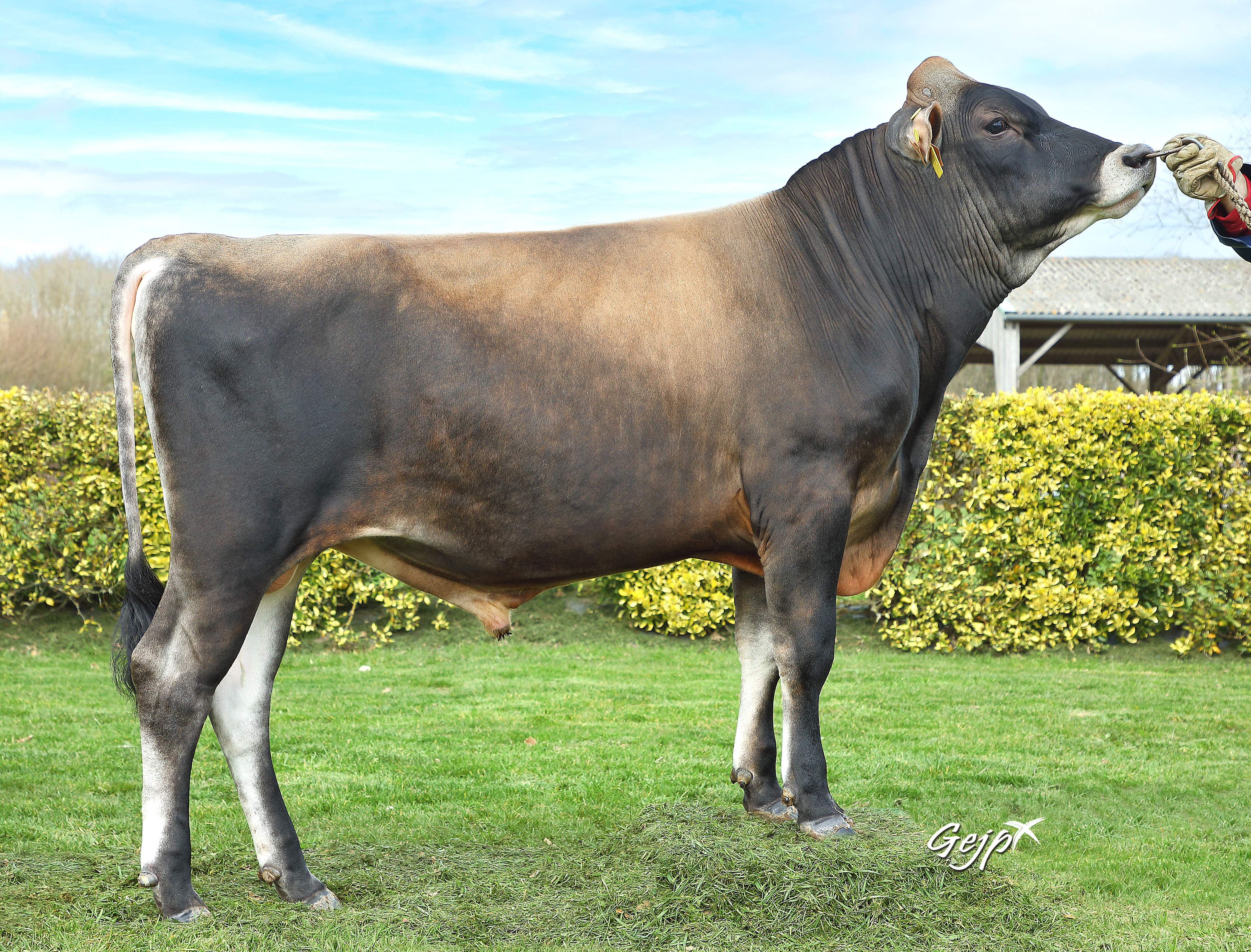 VJ SWIFT P FR5035762293 Classique HD (1)