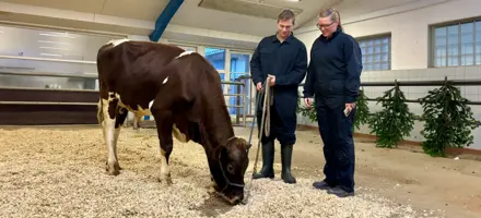 Holstein Ansvarlige Malthe Og Hanna Med Klasppr