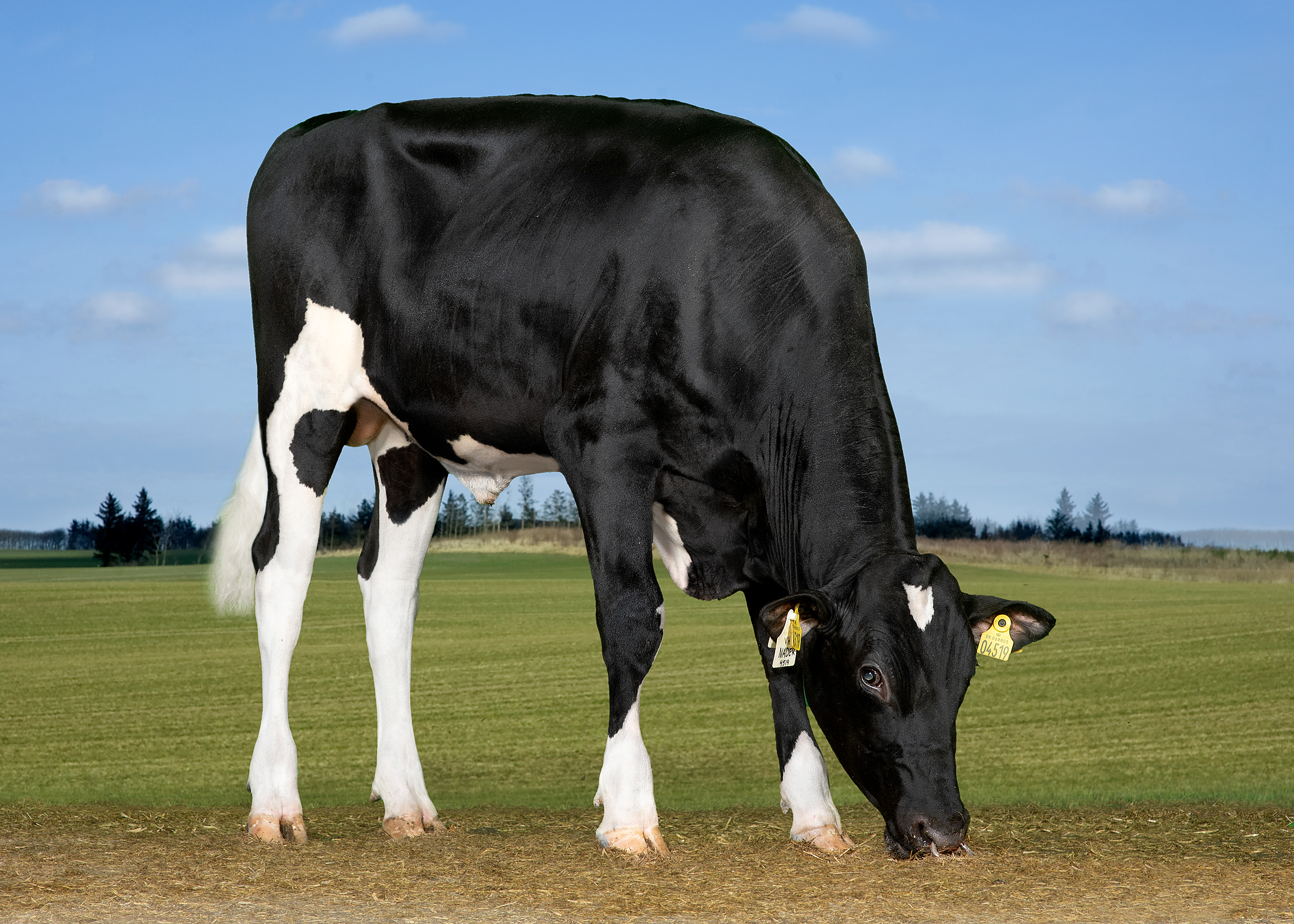 VH Nader (Norland) Grazing