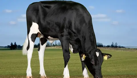 VH Nader (Norland) Grazing