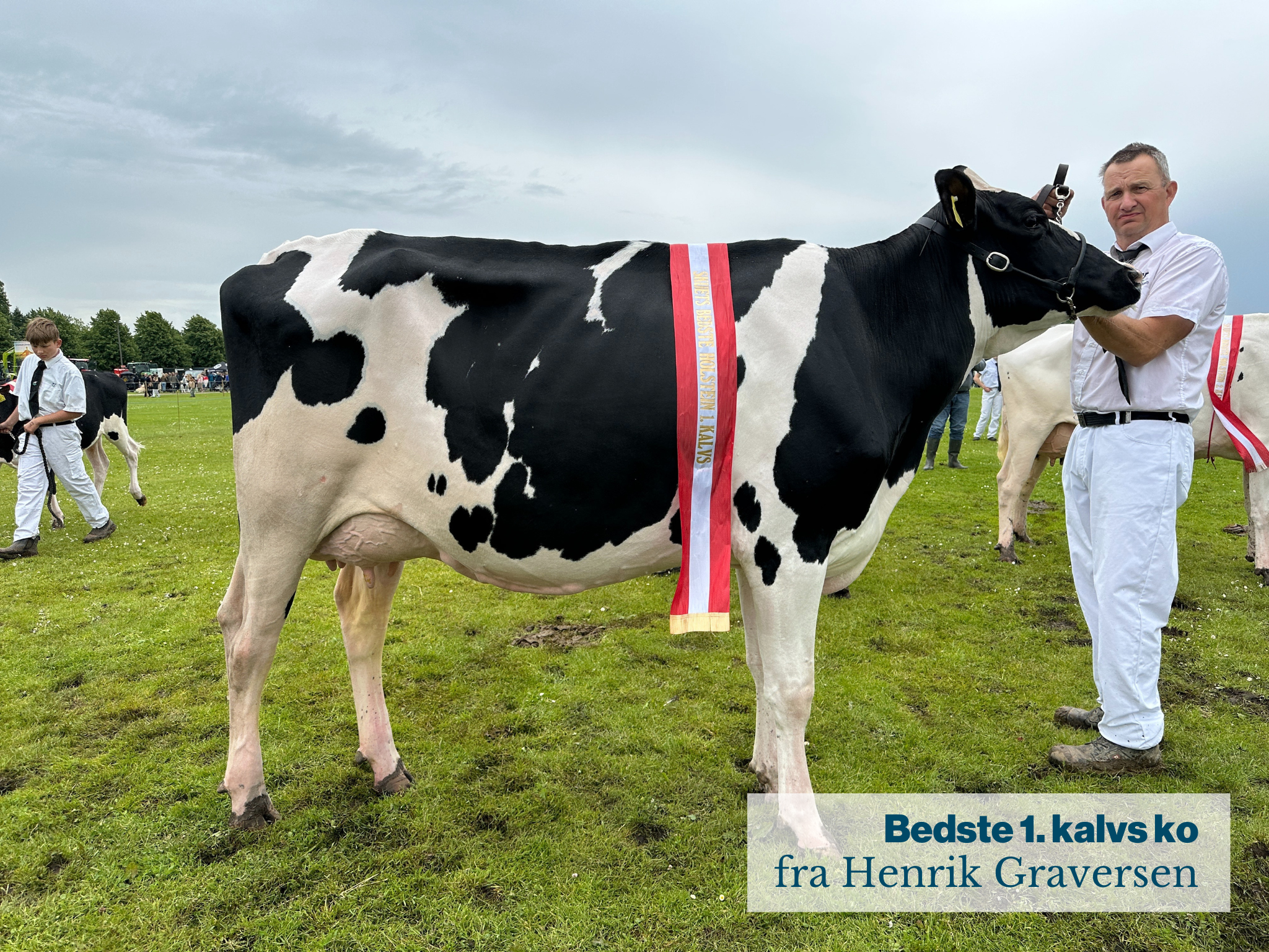 Bedste 1. Kalvs Ko Fra Henrik Graversen