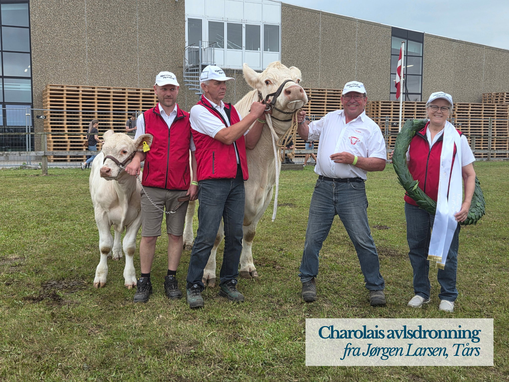 Charolais Avlsdronning På Hjørring Dyrskue 2026
