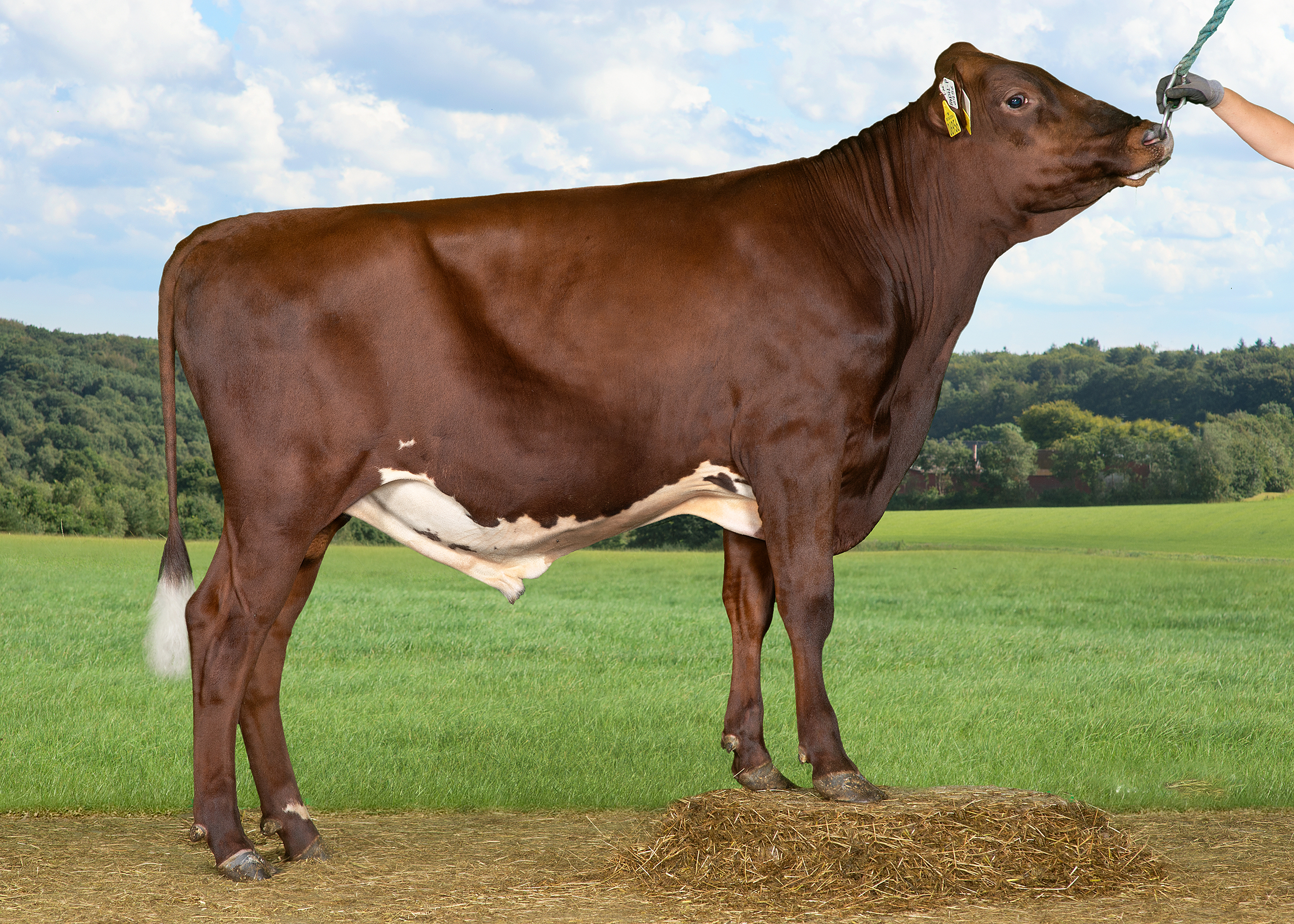 VR Fadil P (VR Fanof P) Uden Alex