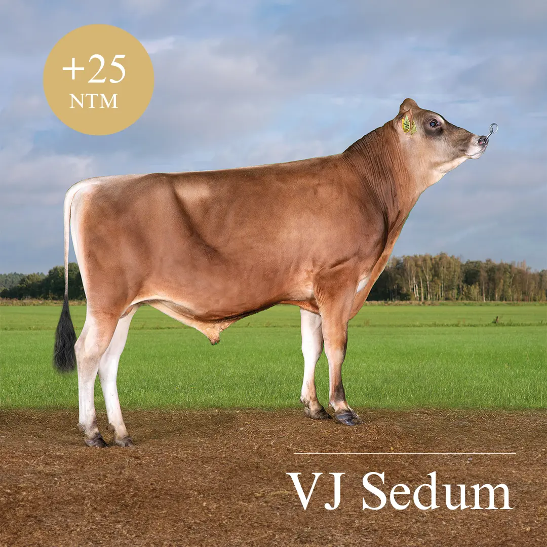 VJ Sedum