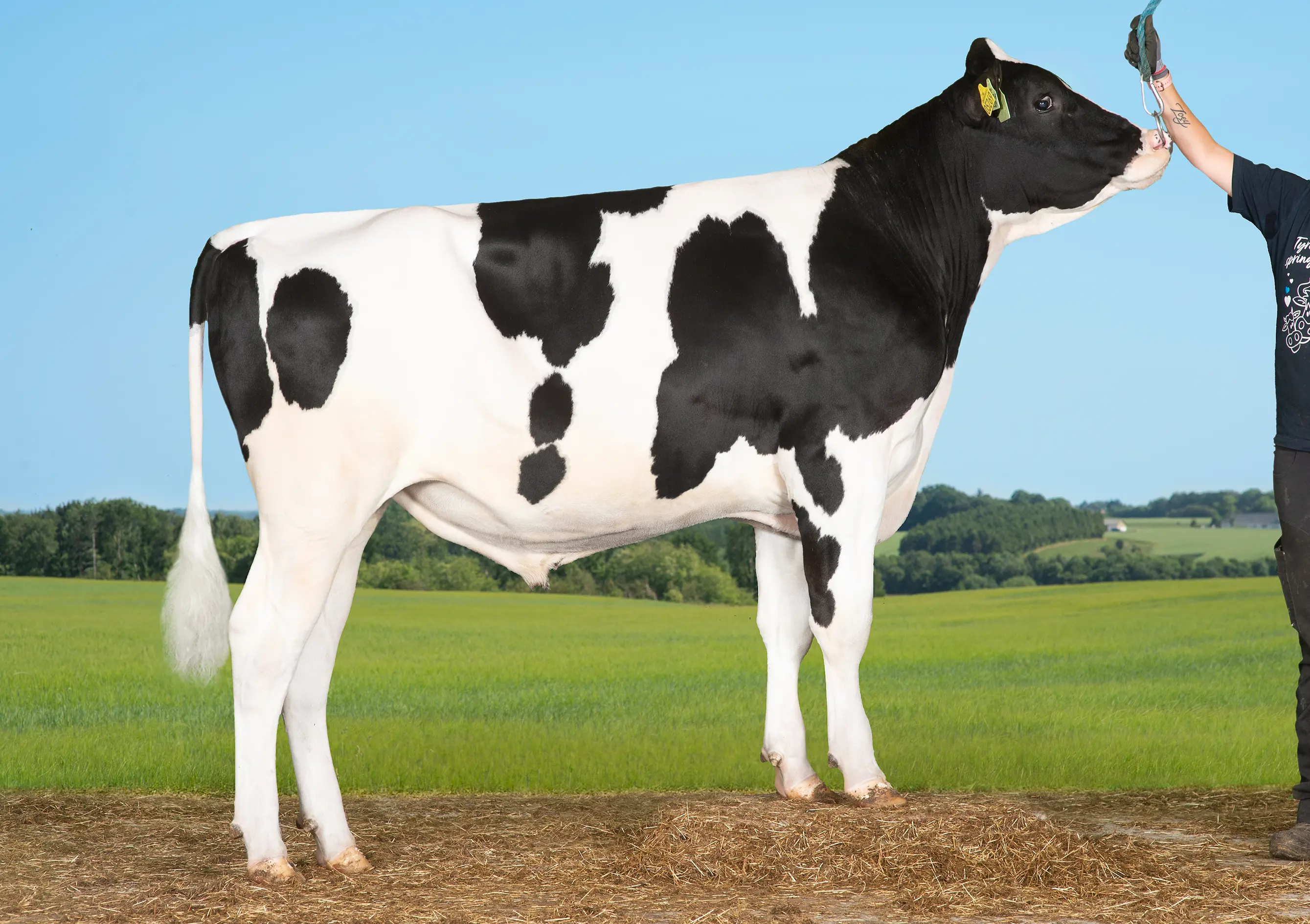 VH Shuba P (VH Slypprc)